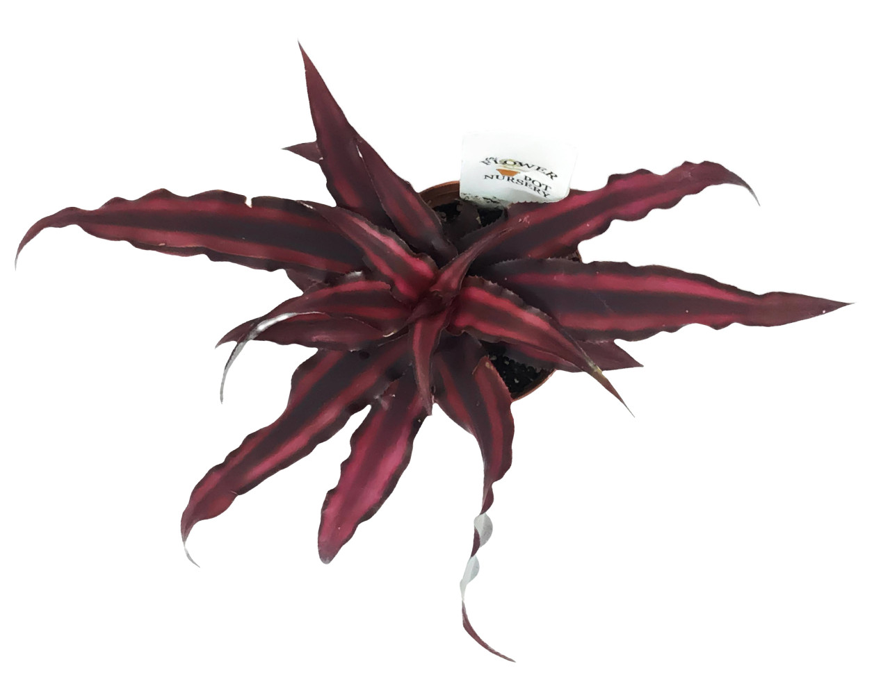 FlowerPotNursery Earth Star Bromeliad Red Cryptanthus
