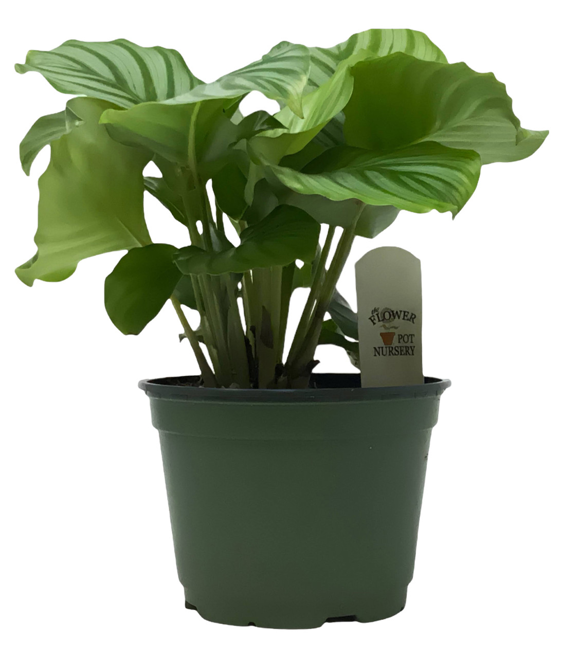 elefantenohr palme Alocasia 'Wentii' (Elefantenohr)