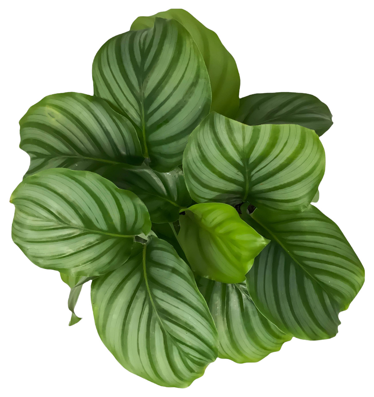FlowerPotNursery Green Orbifolia Calathea Calathea orbifolia 6" Pot - The  Flower Pot Nursery