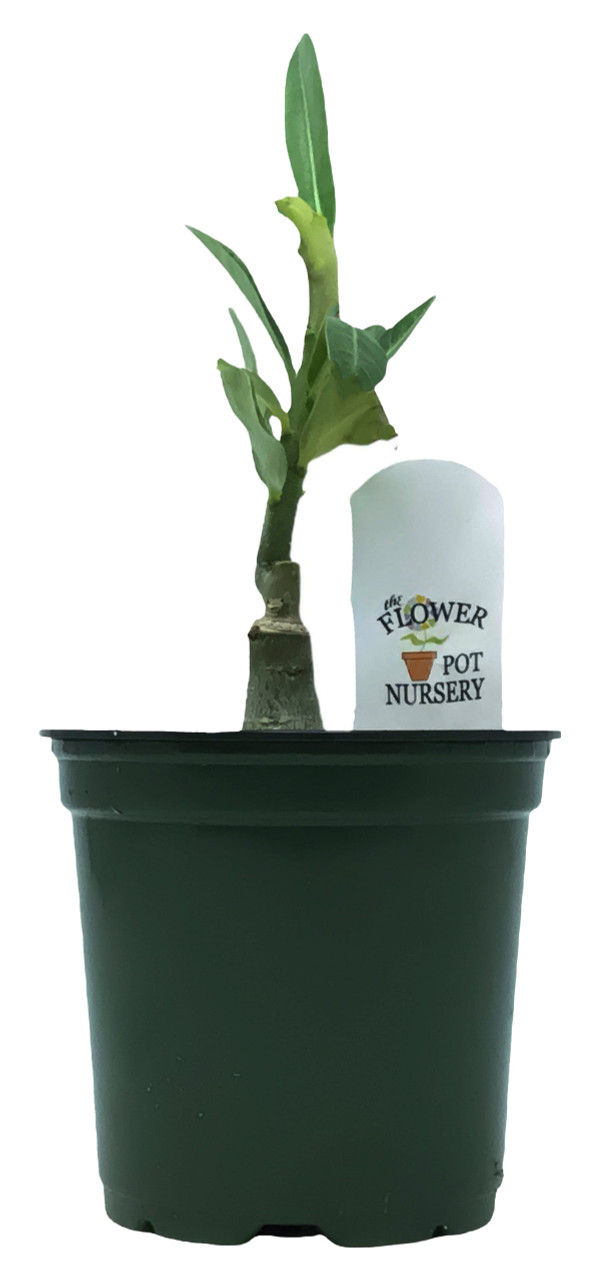 FlowerPotNursery Thai Hybrid Desert Rose CC02 Yellow Adenium