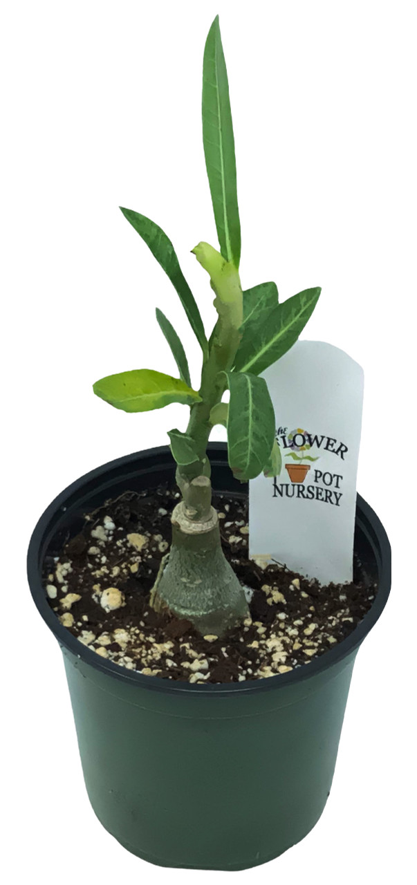 FlowerPotNursery Thai Hybrid Desert Rose CC02 Yellow Adenium