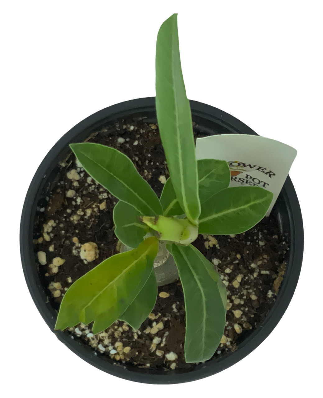 FlowerPotNursery Thai Hybrid Desert Rose CC02 Yellow Adenium