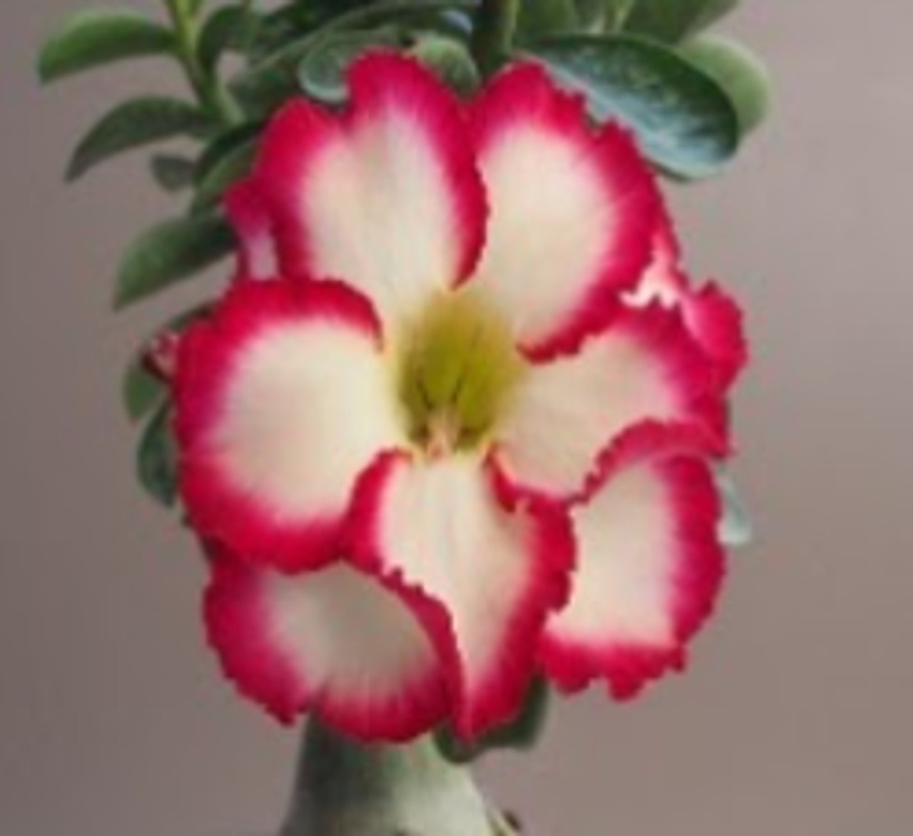 FlowerPotNursery Desert Rose Blush Pastel Pink Adenium obesum Blush 6 Pot