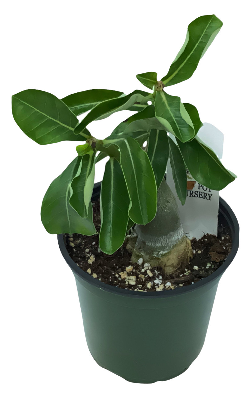 Adenium : planter et cultiver – Ooreka