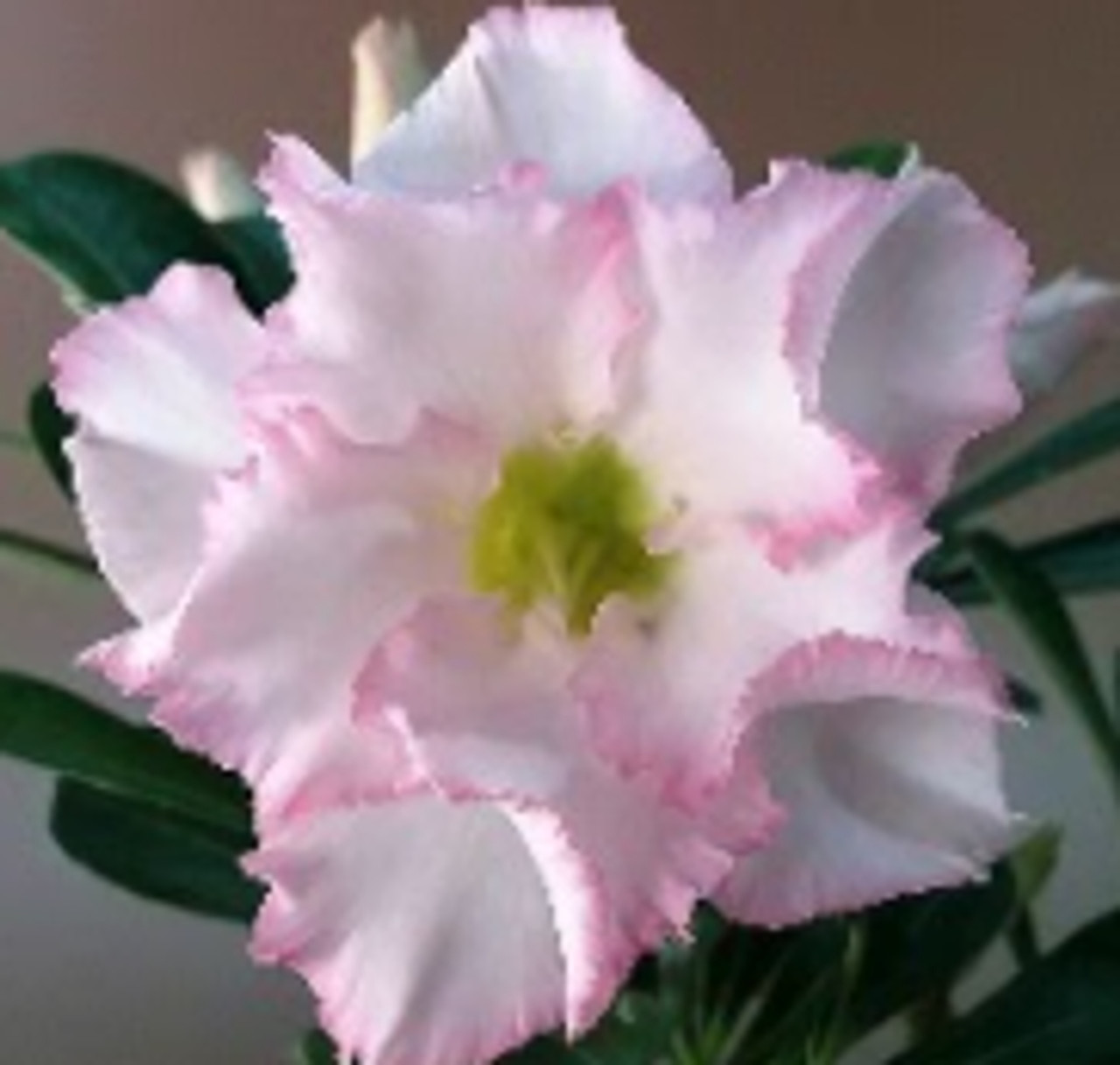 FlowerPotNursery Desert Rose Blush Pastel Pink Adenium obesum Blush 6 Pot