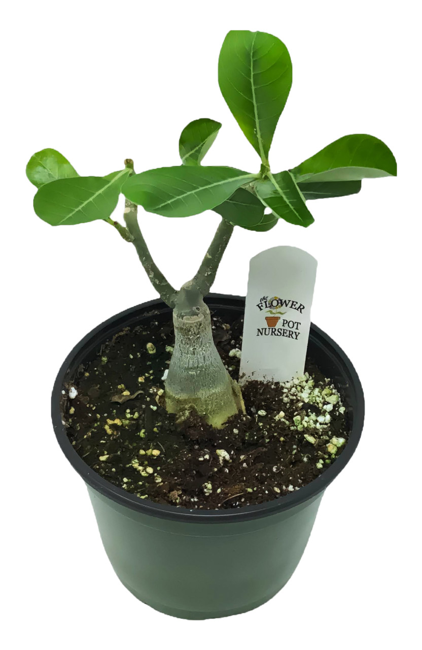 Adenium obesum (Desert Rose) 1 gallon – Paradise Found Nursery