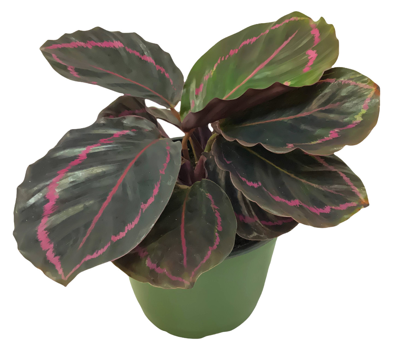 FlowerPotNursery Calathea Dottie Calathea roseopicta Dottie 6" Pot - The  Flower Pot Nursery