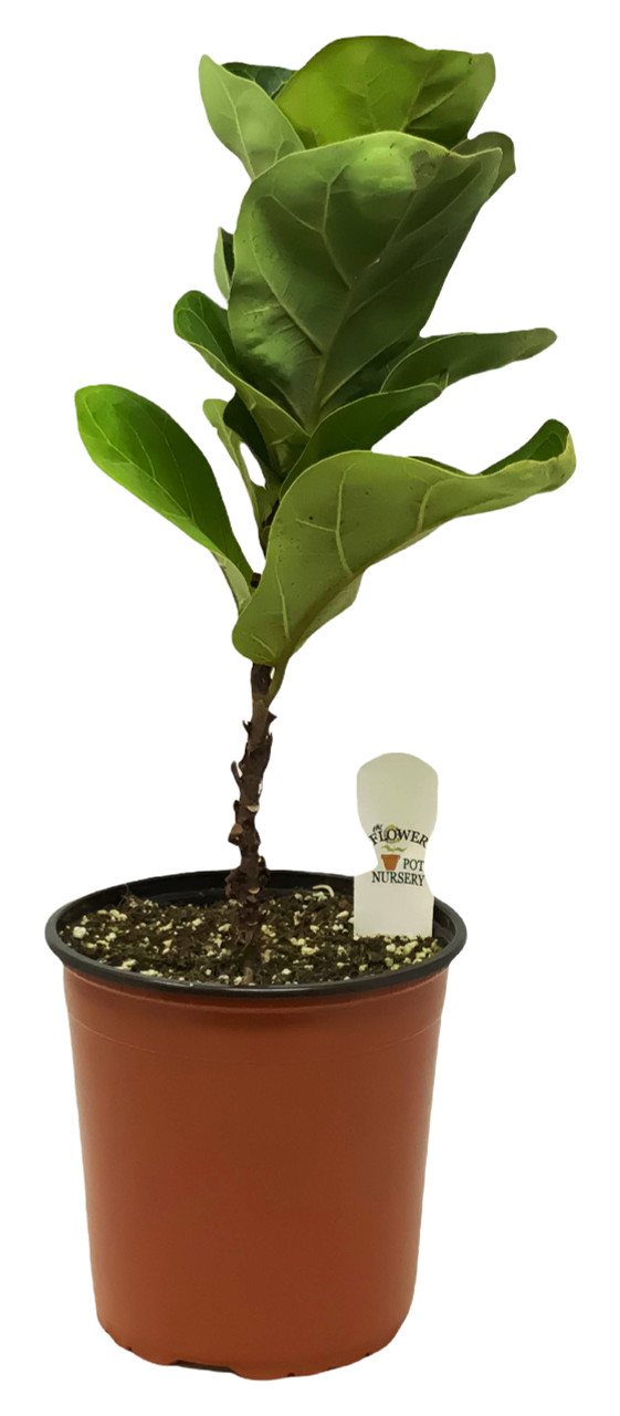 indoor decorative pots for plants BEMAY 12" Ceramic Pots for Plants, White Plant Pot with Drainage Hole and  Removable Plug Flower Pots for Home and Patio Decor