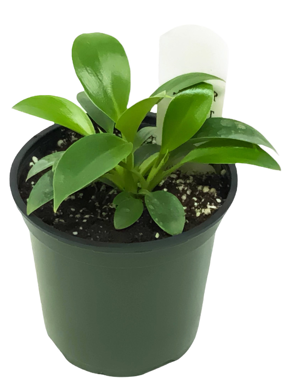 FlowerPotNursery Green Princess Philodendron P. sp. Green Princess 4" Pot -  The Flower Pot Nursery