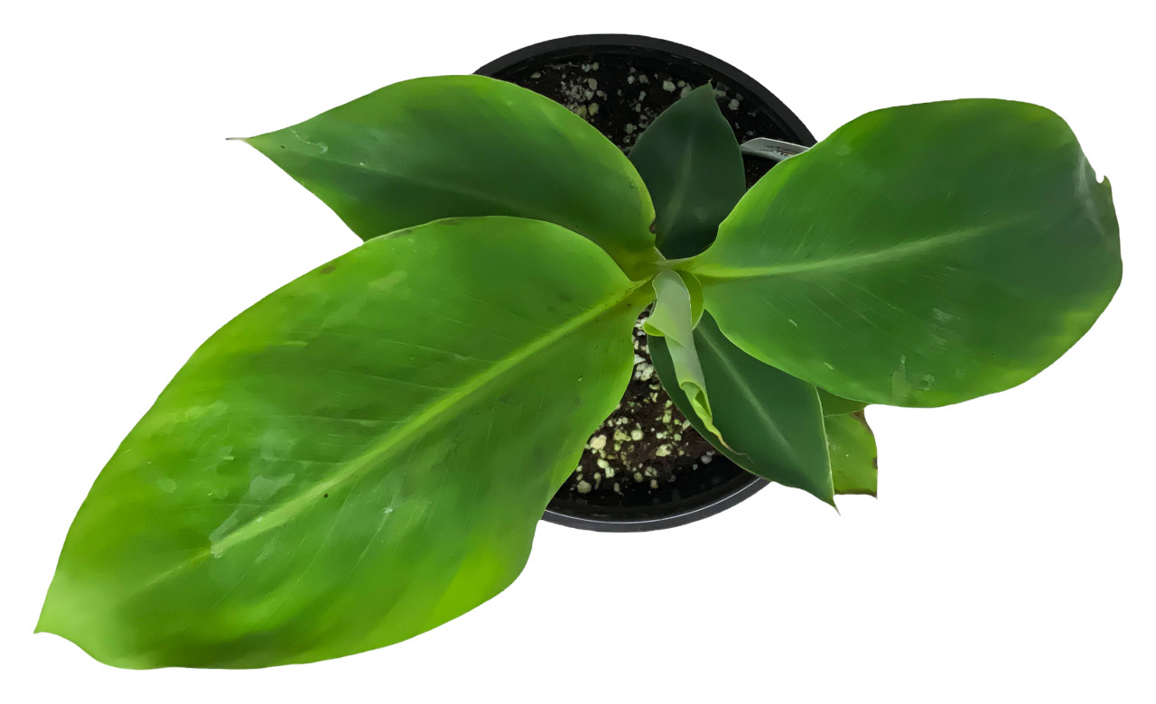 Musa acuminata Grand Nain » Vendita Piante Online