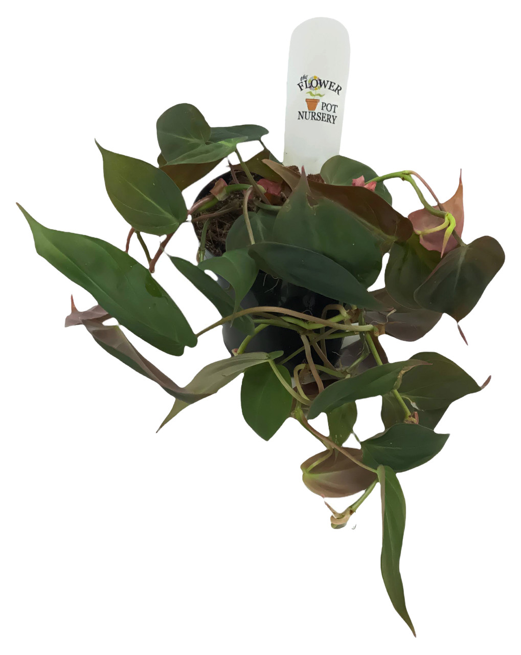 succulent with purple leaves Live Vertical Leaf Senecio Purple