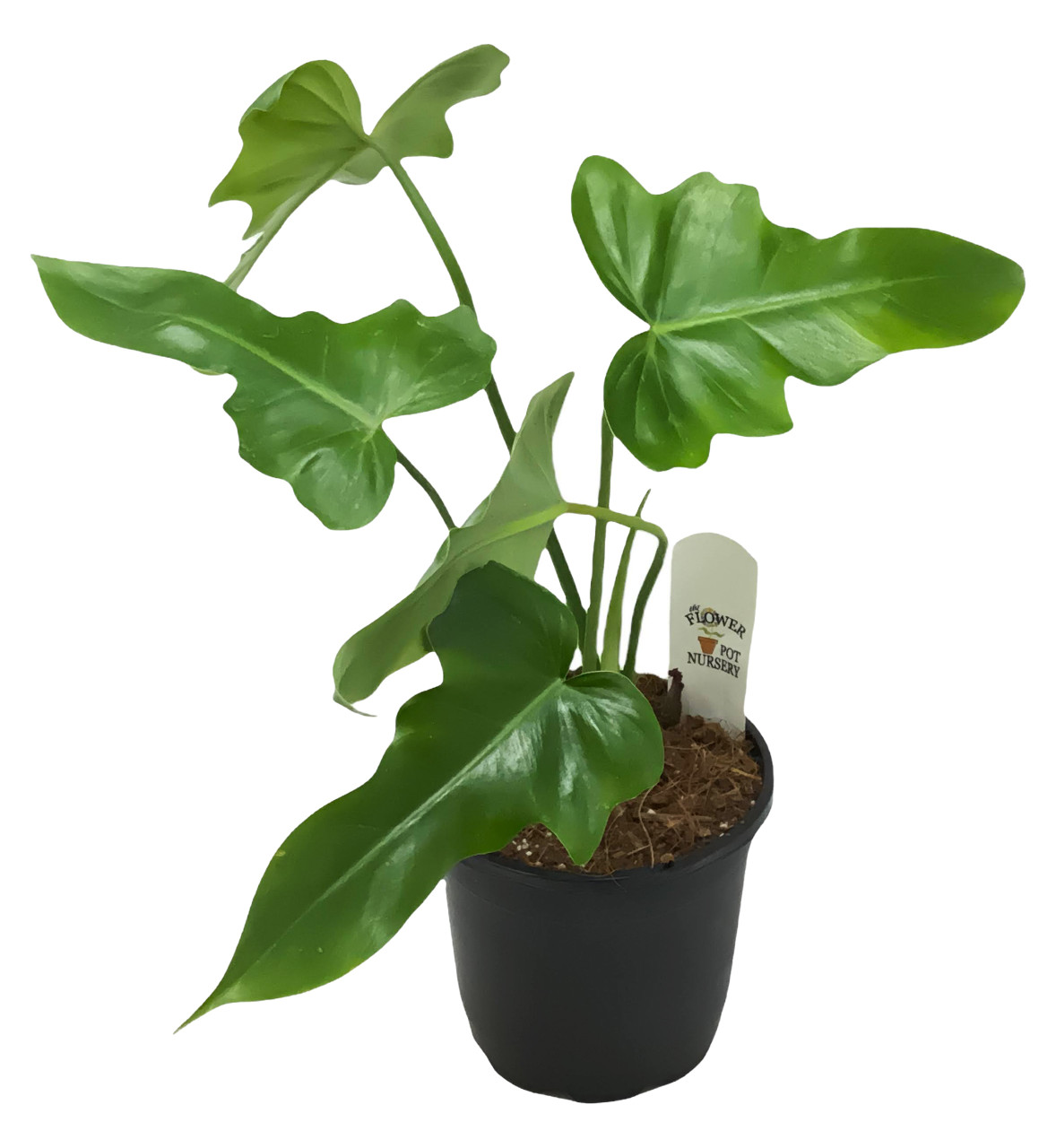 FlowerPotNursery Green Dragon Philodendron Philodendron sp. Green