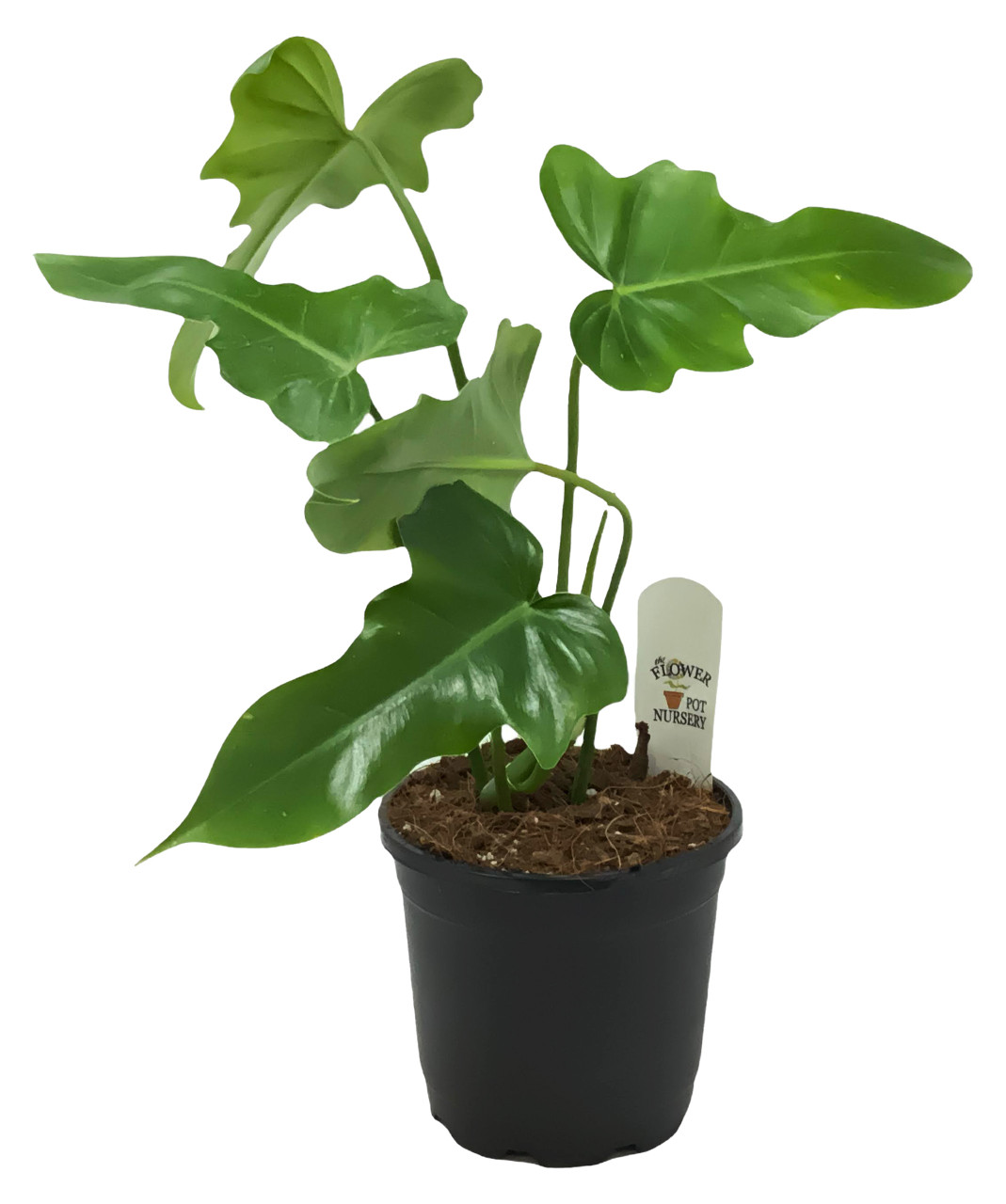 FlowerPotNursery Green Dragon Philodendron Philodendron sp. Green Dragon 5"  Pot - The Flower Pot Nursery
