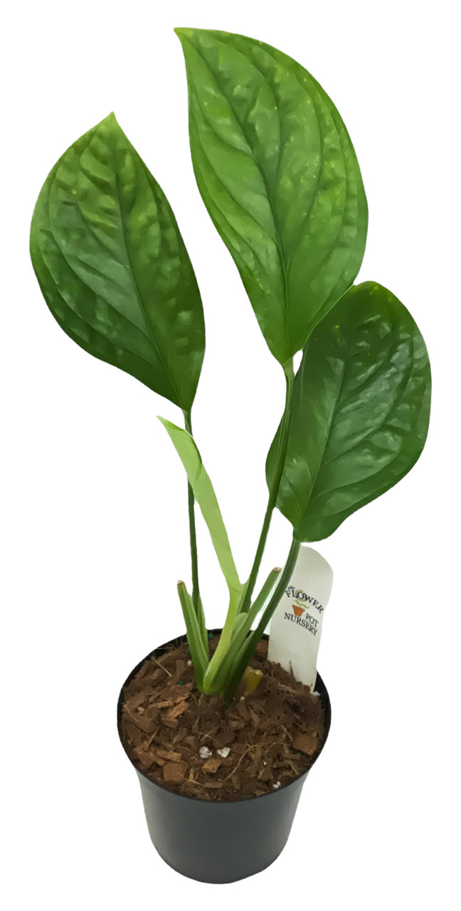 FlowerPotNursery Pinnatipartita Monstera Monstera pinnatipartita 4" Pot
