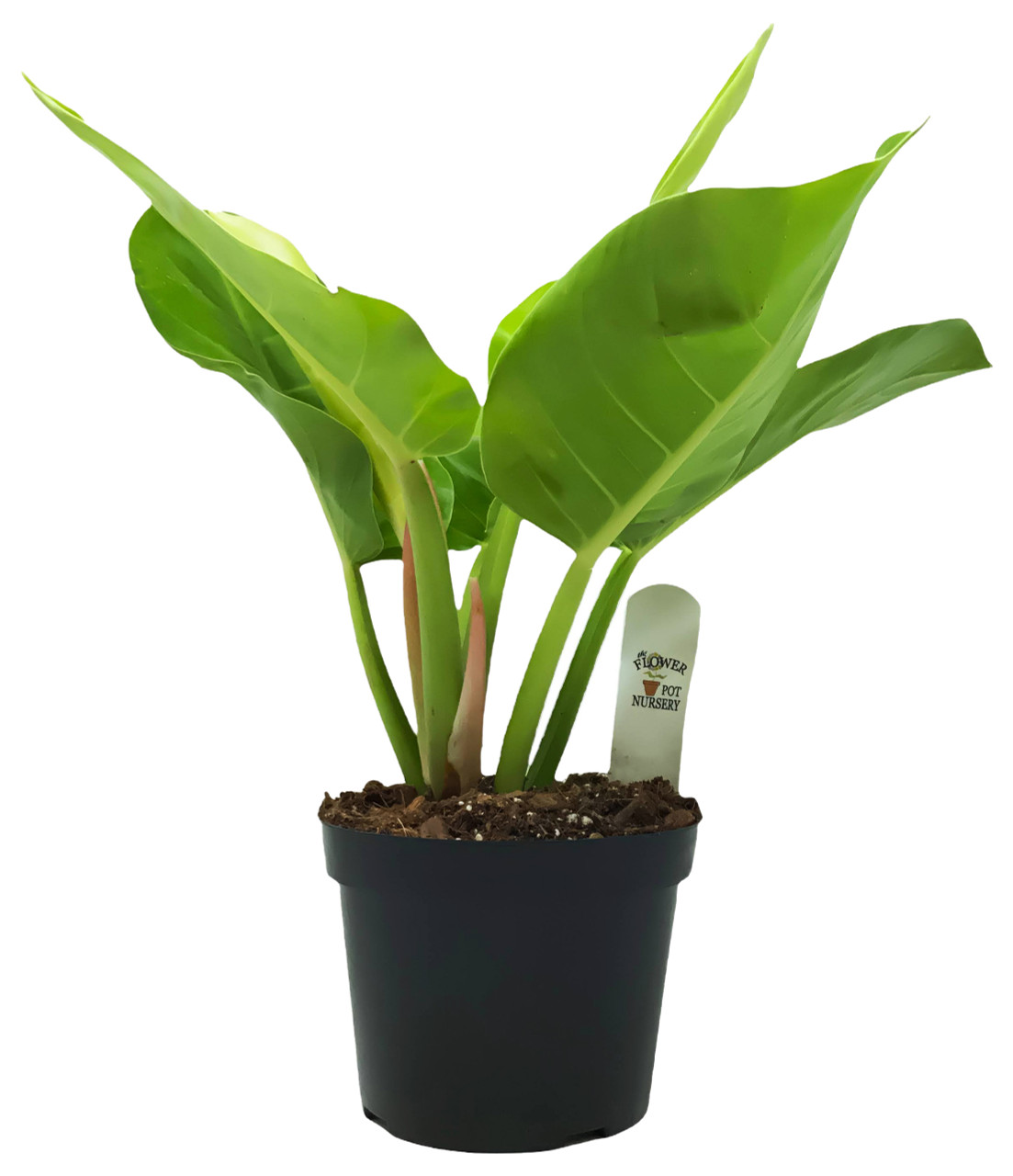 FlowerPotNursery Moonlight Philodendron Philodendron sp. Moonlight 6" Pot -  The Flower Pot Nursery