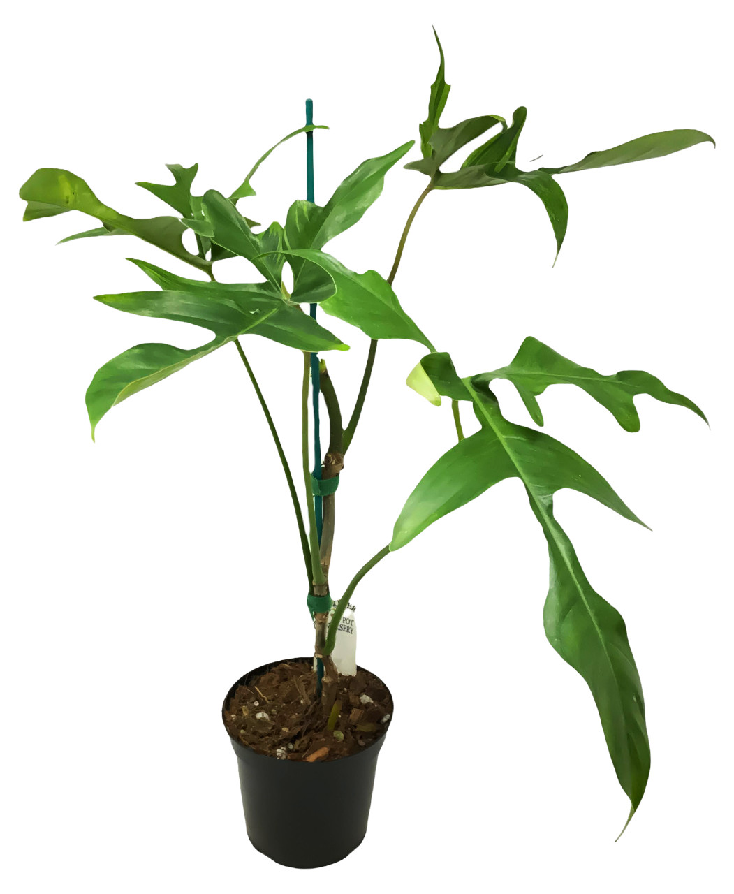 FlowerPotNursery Glad Hands Philodendron Philodendron pedatum Glad Hands 4"  Pot