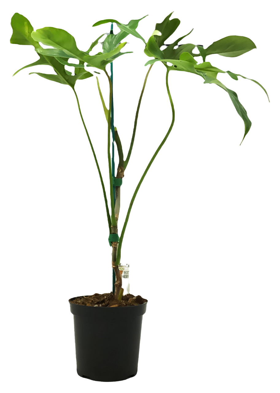 FlowerPotNursery Glad Hands Philodendron Philodendron pedatum Glad Hands 4"  Pot - The Flower Pot Nursery