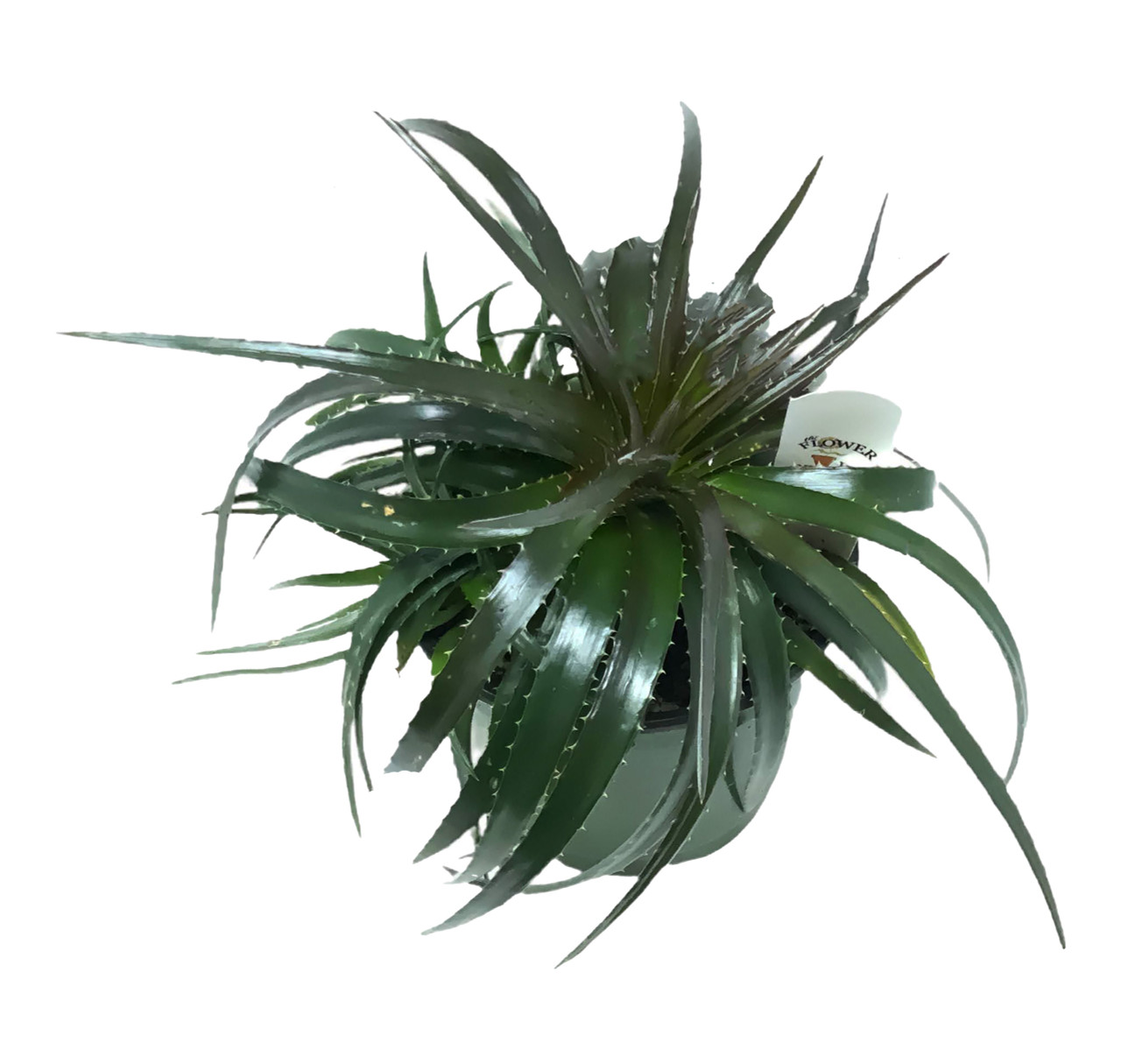 FlowerPotNursery Dyckia Terrestrial Bromeliad Dyckia sp. Red 6