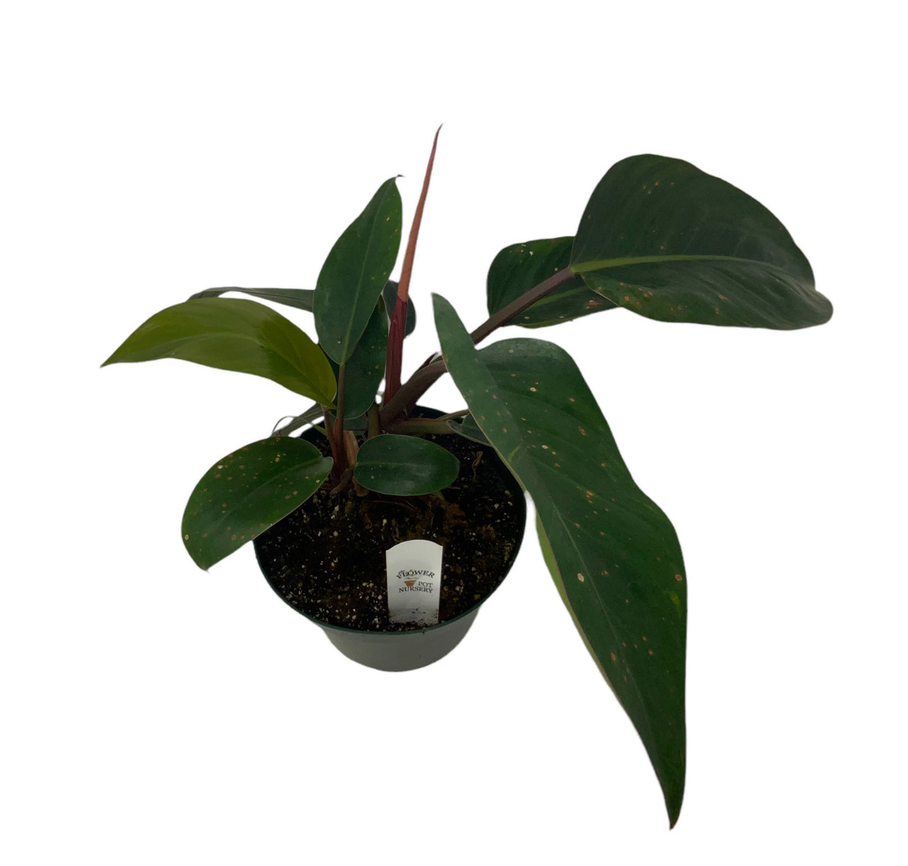 black cardinal philodendron care Philodendron ' Black Cardinal '