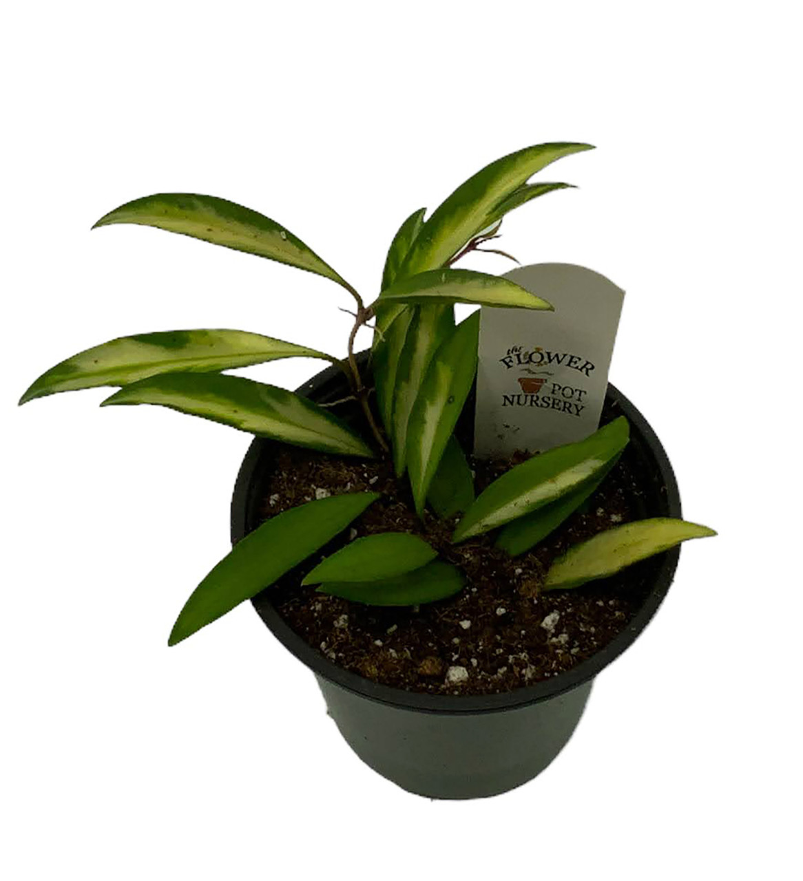 spathiphyllum variegata diamond Buy a Variegated Spathiphyllum Domino Peace Lily Live Plant