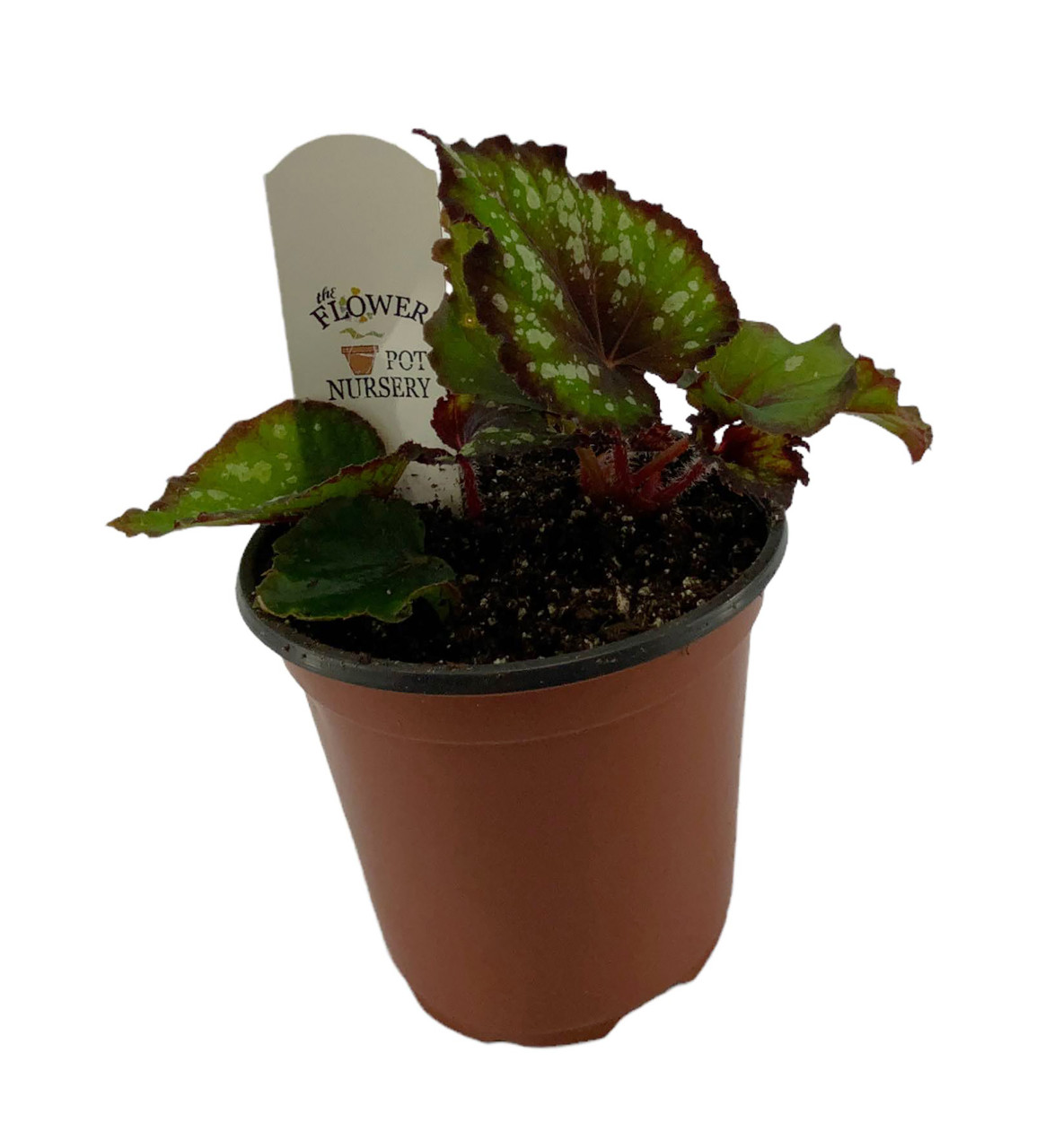 FlowerPotNursery Jurassic Dino™ Begonia Black Sky Begonia rex