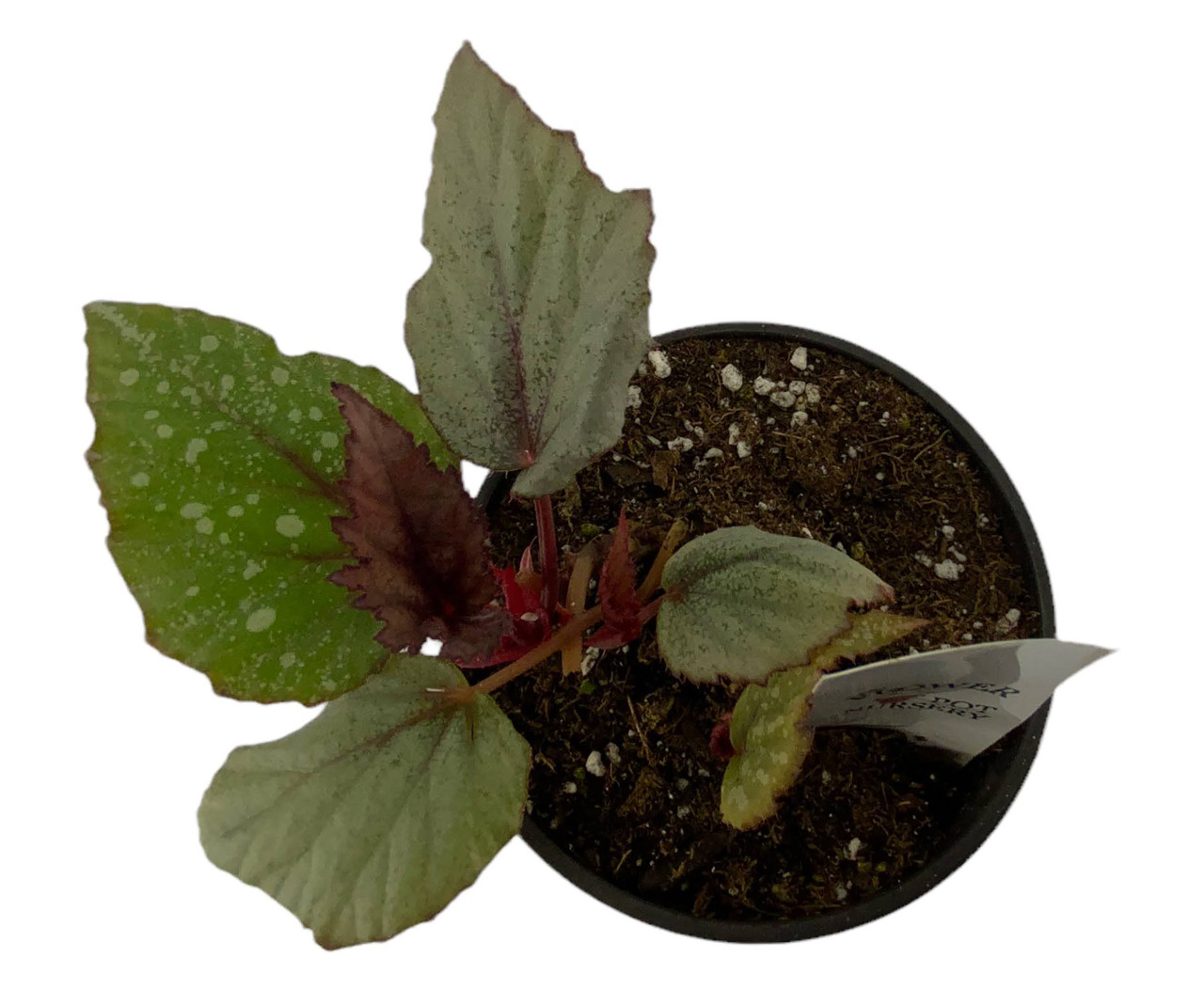 FlowerPotNursery Rex Begonia Dragon Fruit Begonia rex Dragon Fruit 4 ...