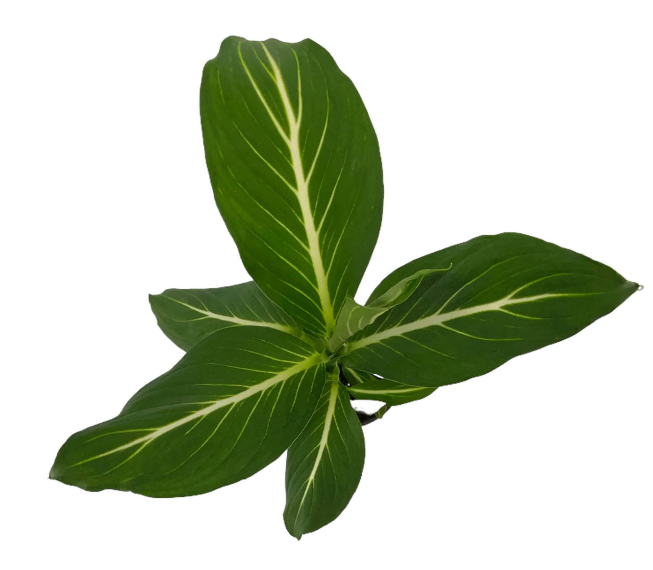 indoor agave plant Cheap Artificial Agave Plant indoor outdoor online store