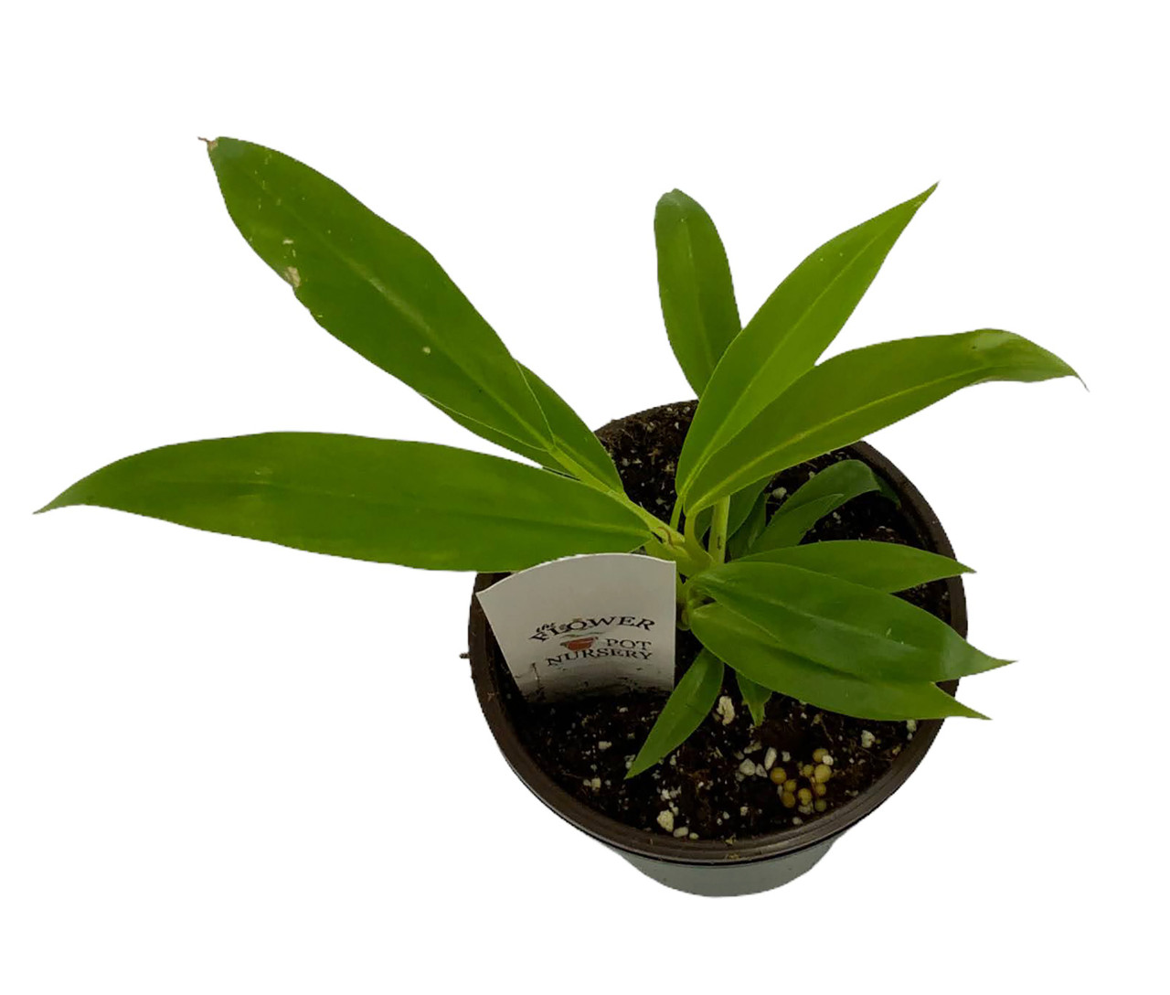 FlowerPotNursery Tiger Tooth Philodendron Philodendron sp. Jungle Boogie 4"  Pot - The Flower Pot Nursery