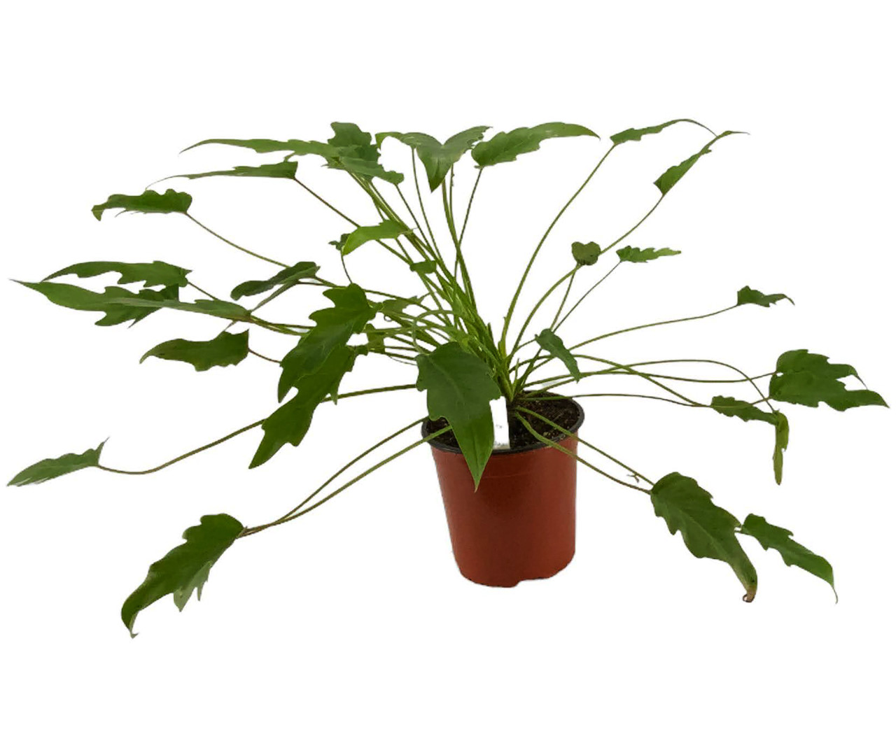 hopseed plant Purple Hopseed Bush Hedge Shrub - 15 Gallon ( 4
