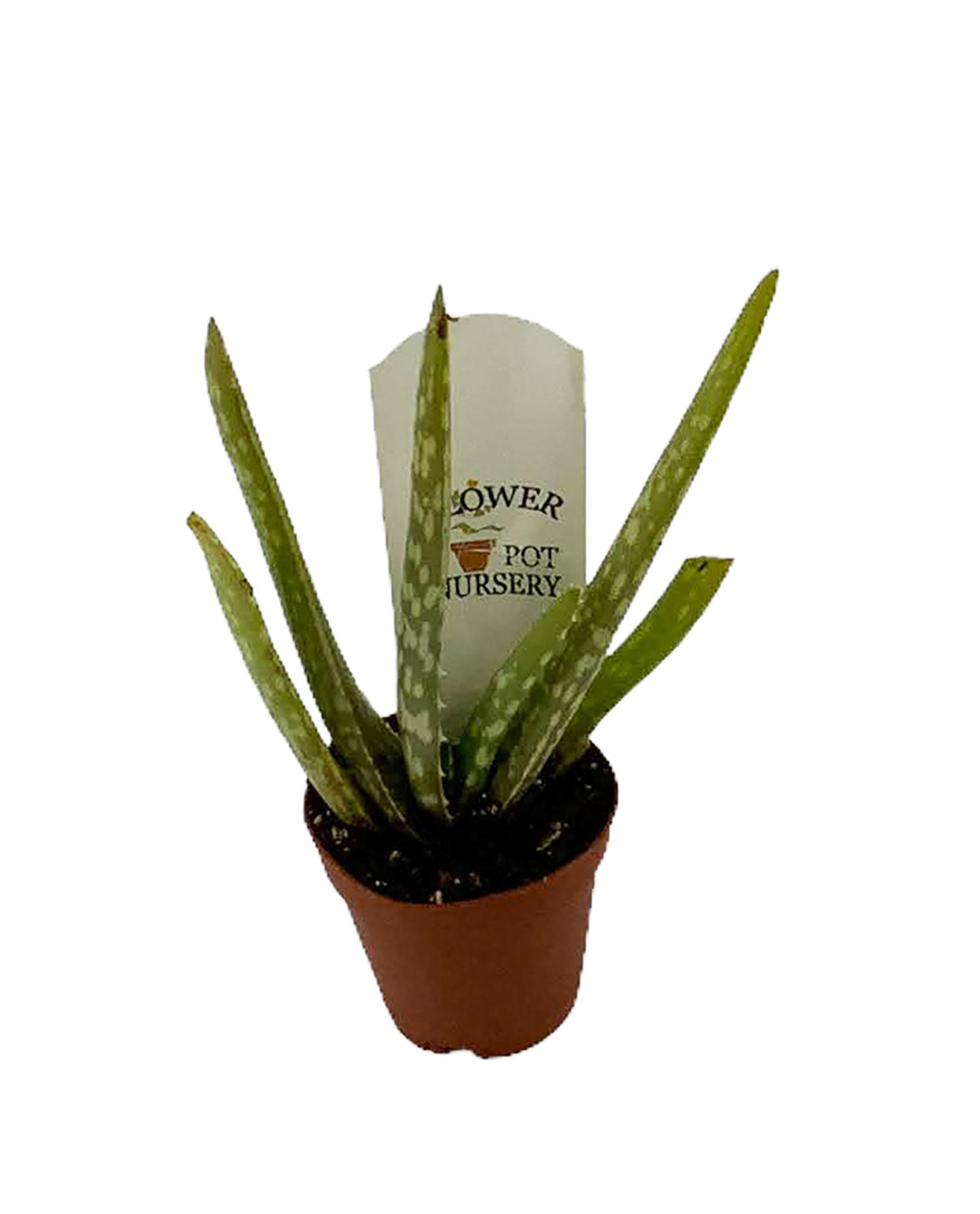 FlowerPotNursery Aloe Vera Plant (Medicinal) Aloe vera 1 Pack 2