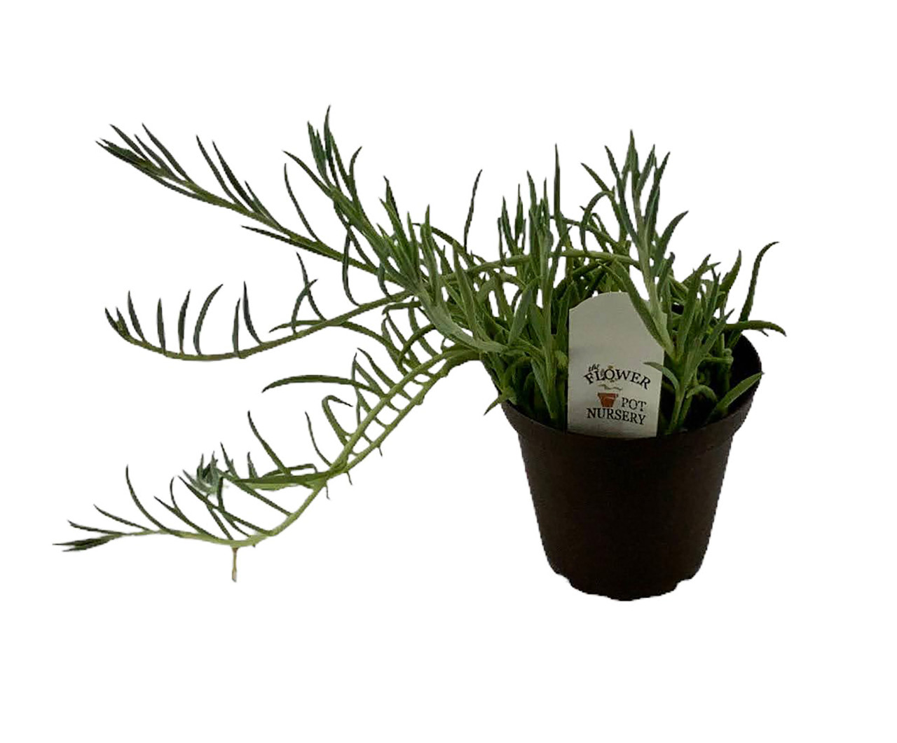 Senecio radicans en pot terre cuite H 10 x Ø 15 cm : Cactus et plantes  grasses Botanic® maison - botanic®