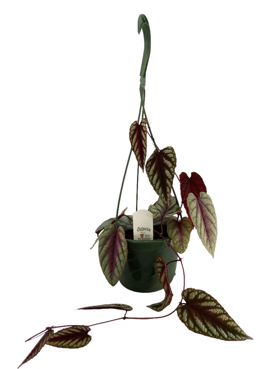 FlowerPotNursery Rex Begonia Vine Cissus Discolor 6