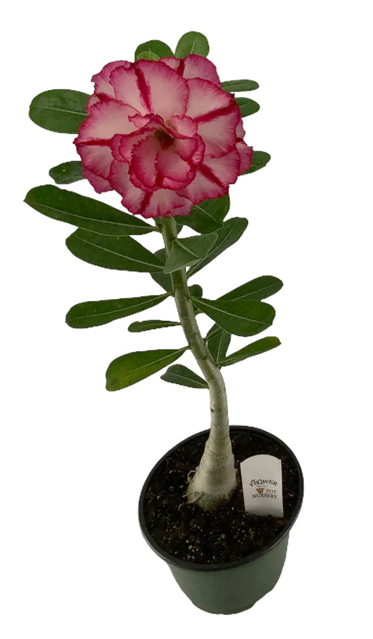 Adenium obesum - Desert Rose – Pistils Nursery