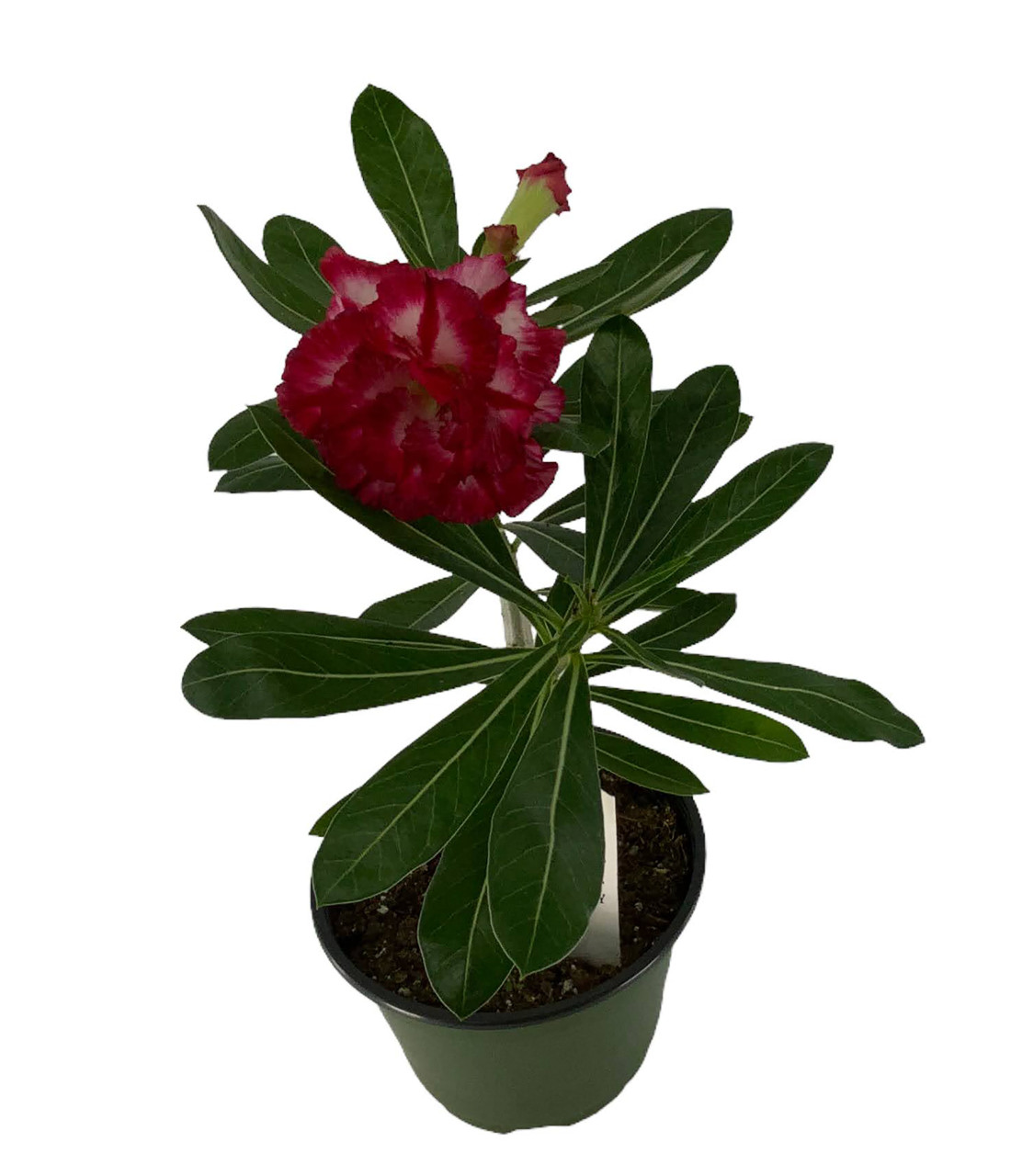 Adenium Obesum Hybrids <br/>(Baobab Desert Rose) — The Living Art Nursery