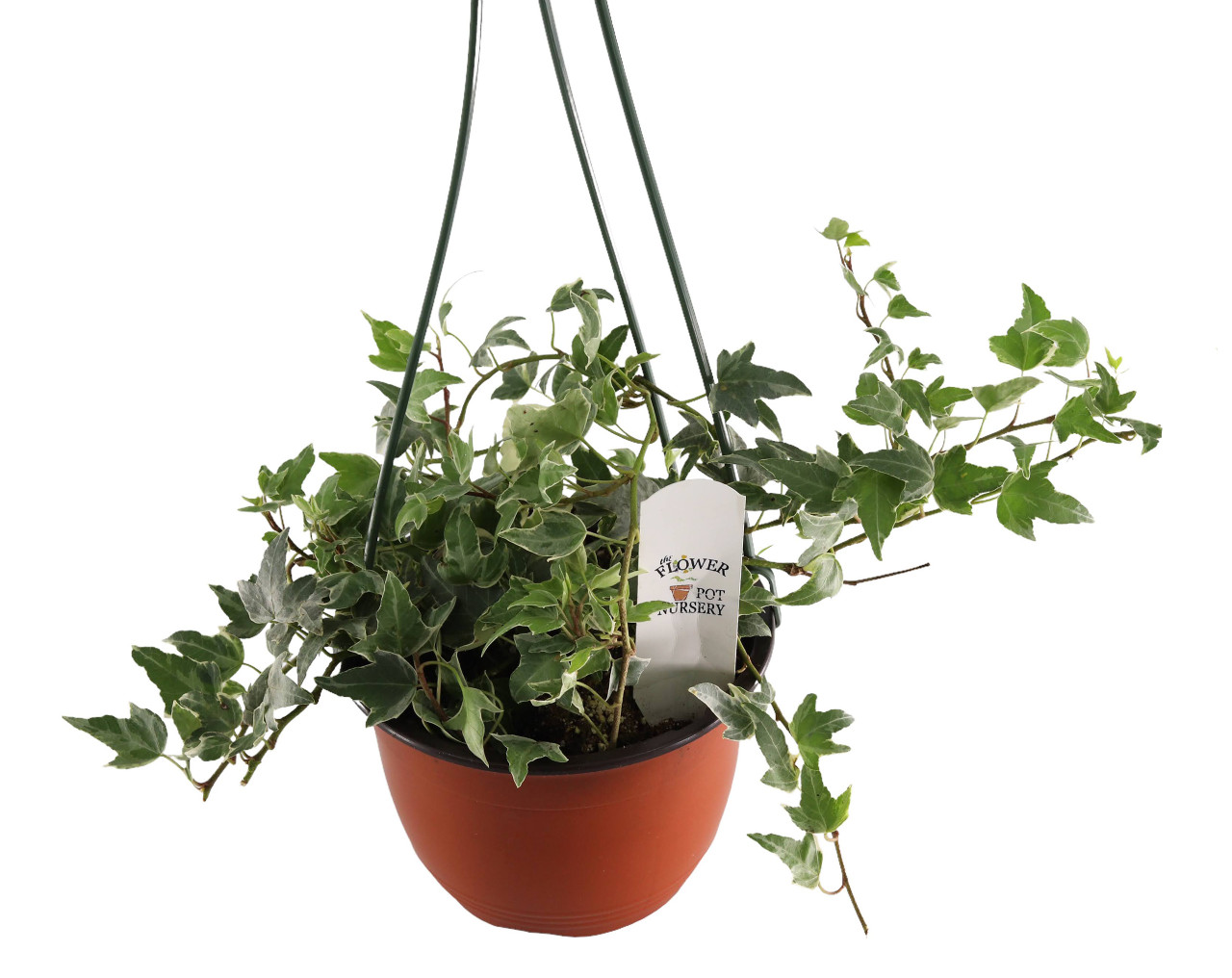 FlowerPotNursery English Ivy Glacier Hedera helix Glacier 6" Hanging Basket  - The Flower Pot Nursery