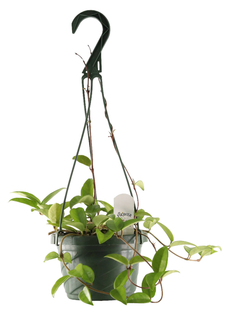 FlowerPotNursery Green Hoya Wax Plant Hoya carnosa Green 6