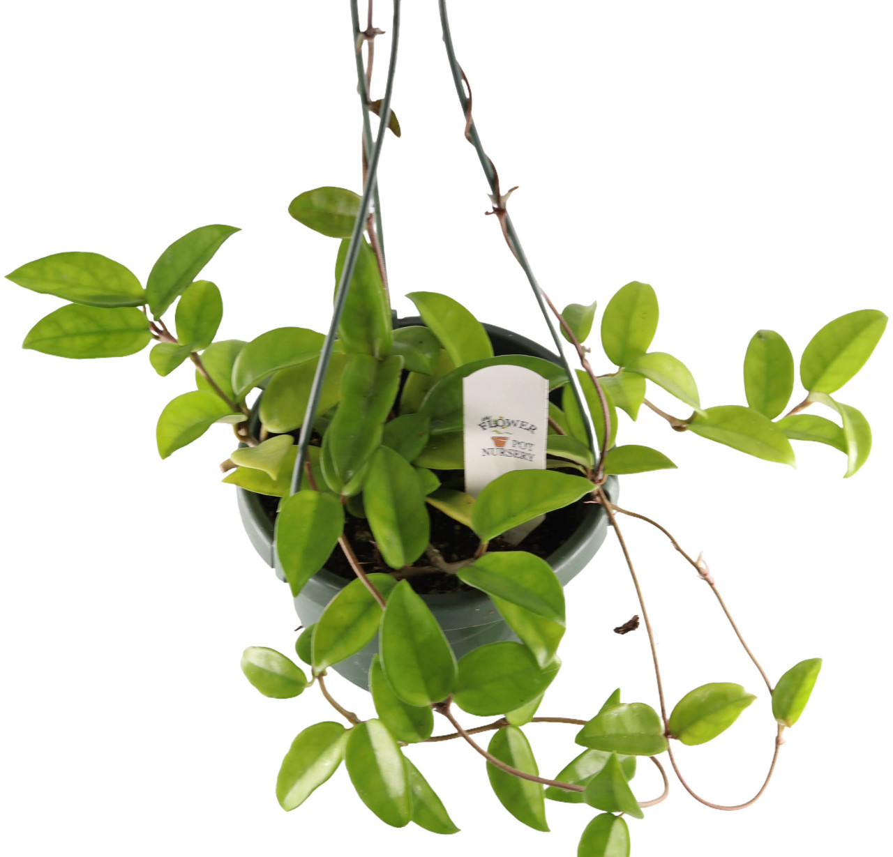 FlowerPotNursery Green Hoya Wax Plant Hoya carnosa Green 6