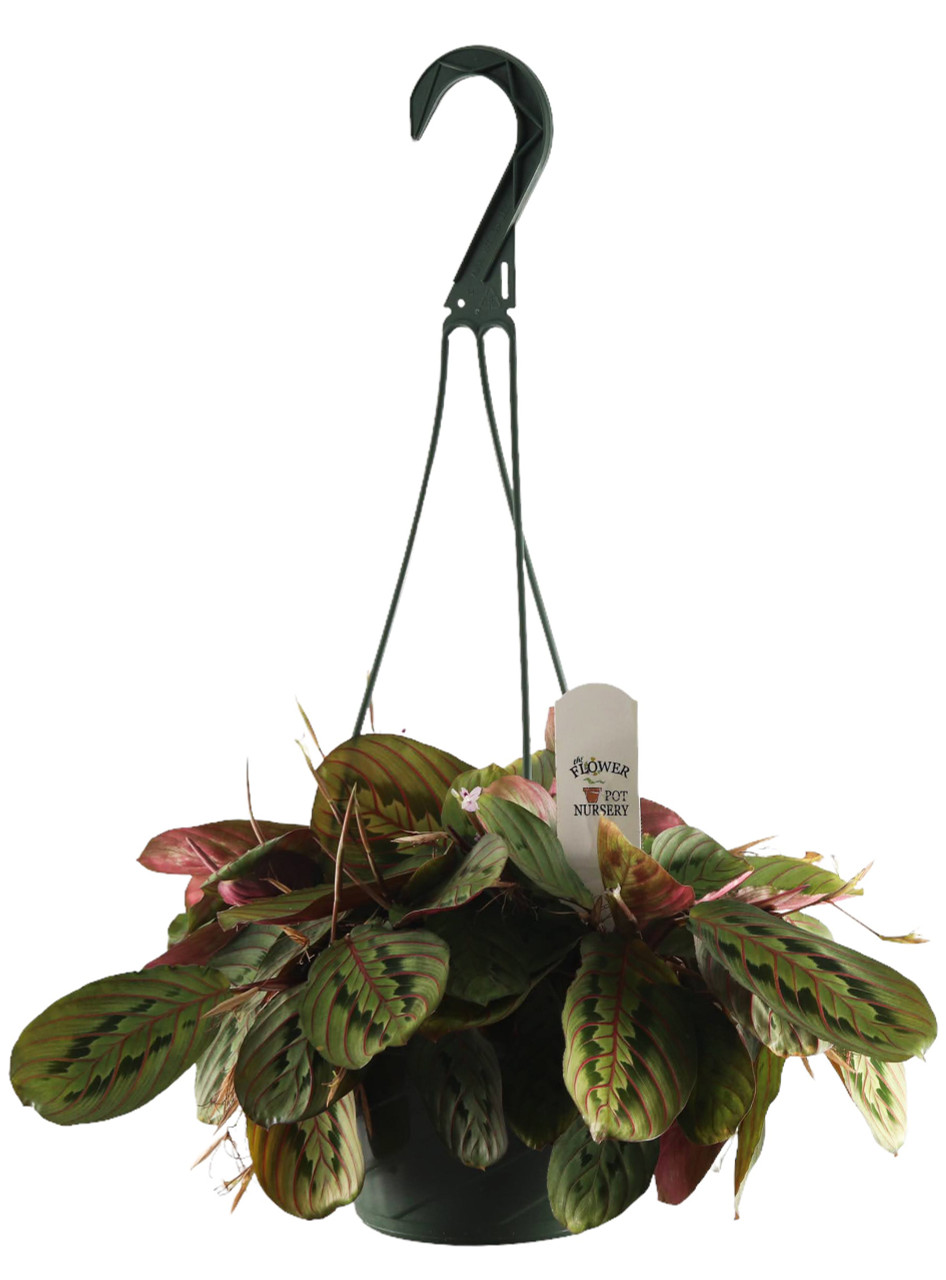 FlowerPotNursery Red Stripe Prayer Plant Maranta leuconeura Tigrinya 6"  Basket - The Flower Pot Nursery