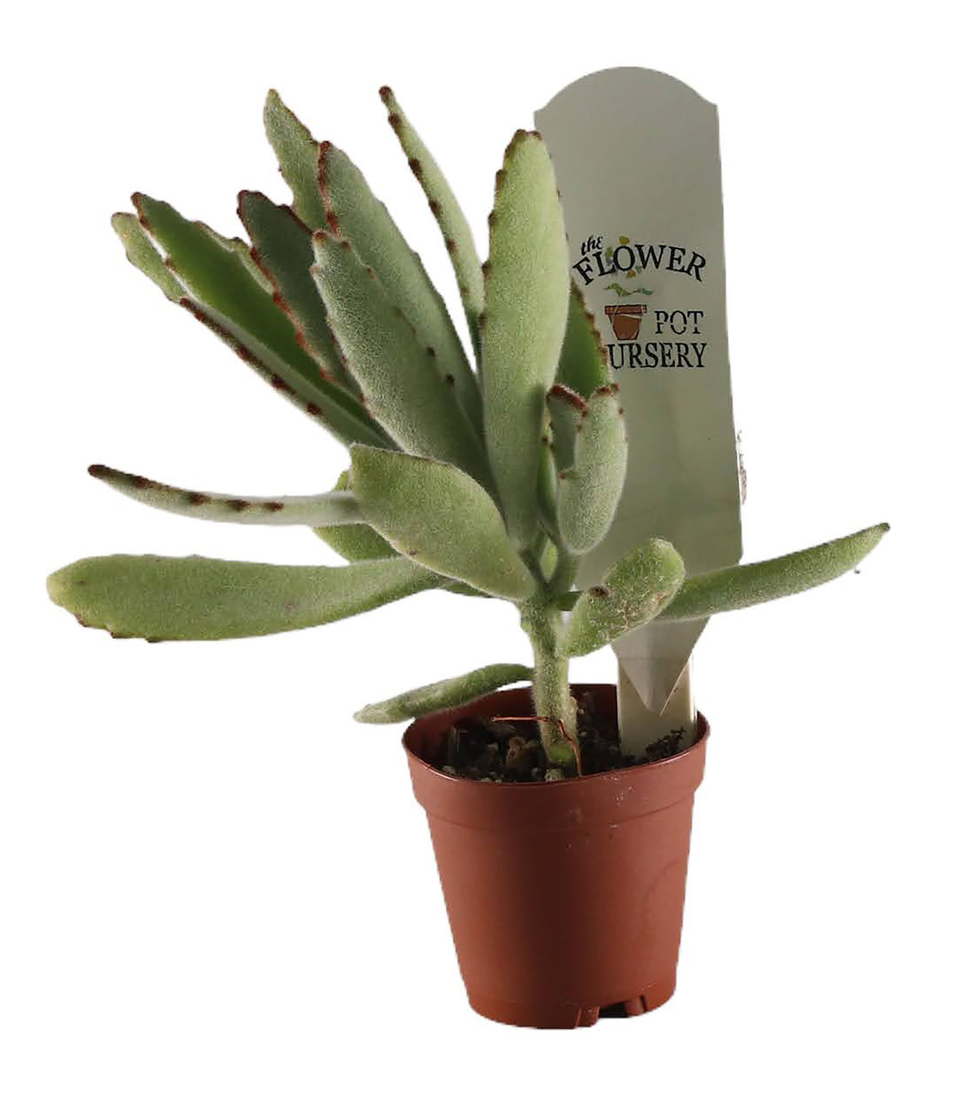 FlowerPotNursery Venus Flytrap Akai Ryu Dionaea muscipula Akai Ryu 2 ...