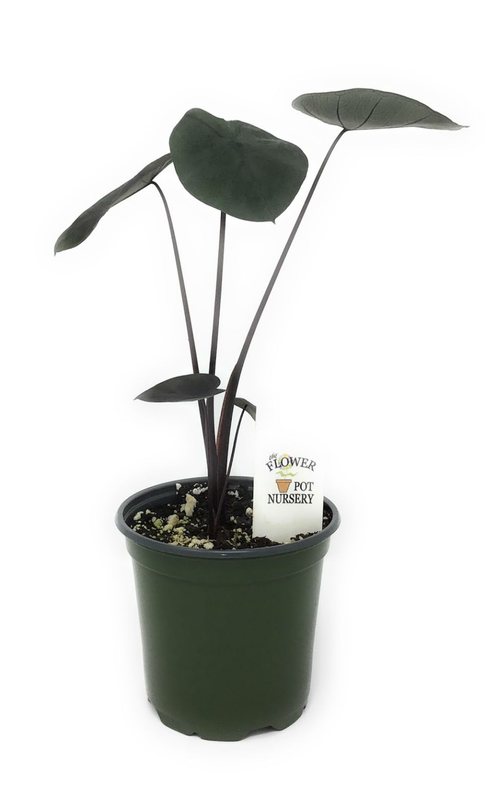 FlowerPotNursery Painted Black Gecko Colocasia sp. Painted Black Gecko