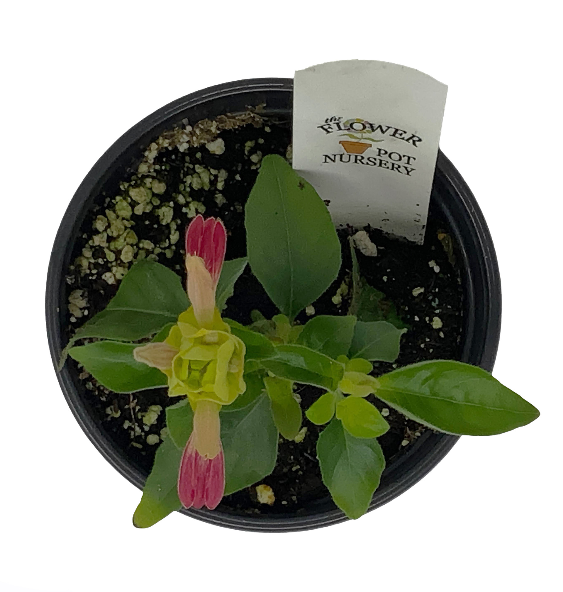 FlowerPotNursery Fruit Cocktail Shrimp Plant Justicia brandegeeana F. C