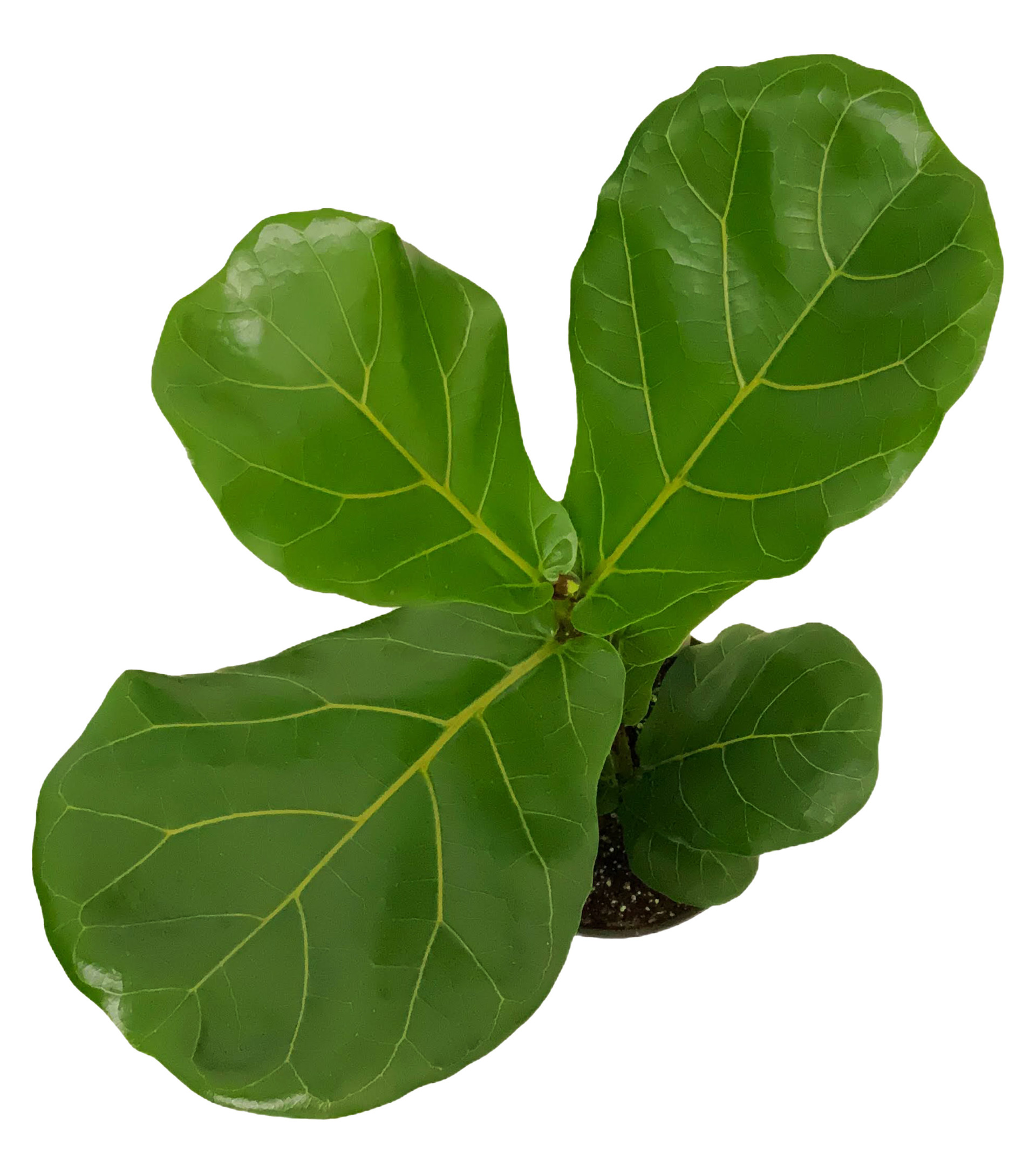 FlowerPotNursery Dwarf Fiddle Leaf Fig Ficus lyrata Bambino 1 Gallon Pot The Flower Pot Nursery
