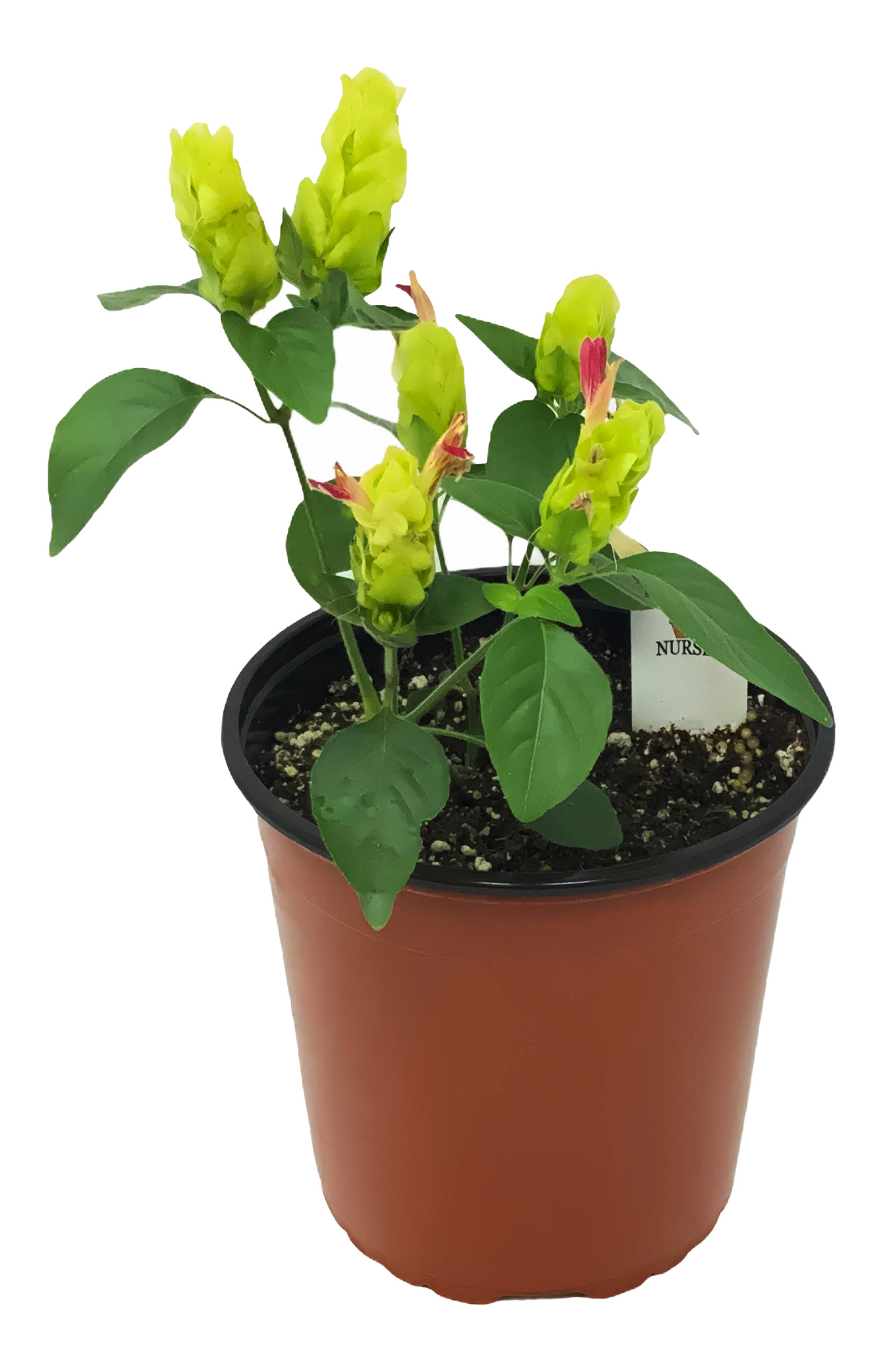 FlowerPotNursery Fruit Cocktail Shrimp Plant Justicia brandegeeana F.C