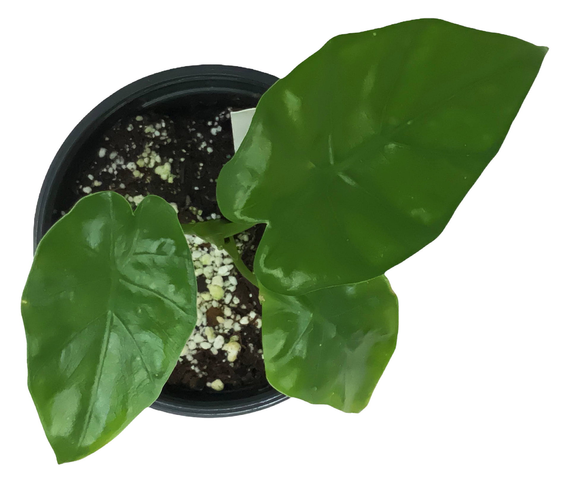 FlowerPotNursery Borneo King Alocasia Elephant Ear A. sp. Borneo King 4