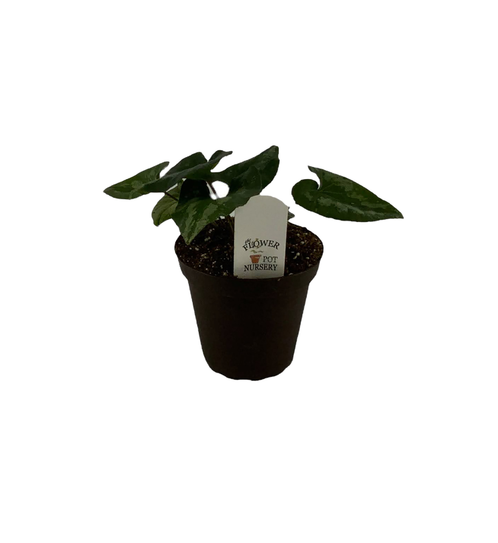 FlowerPotNursery Chinese Wild Ginger Asarum splendens QuickSilver 4