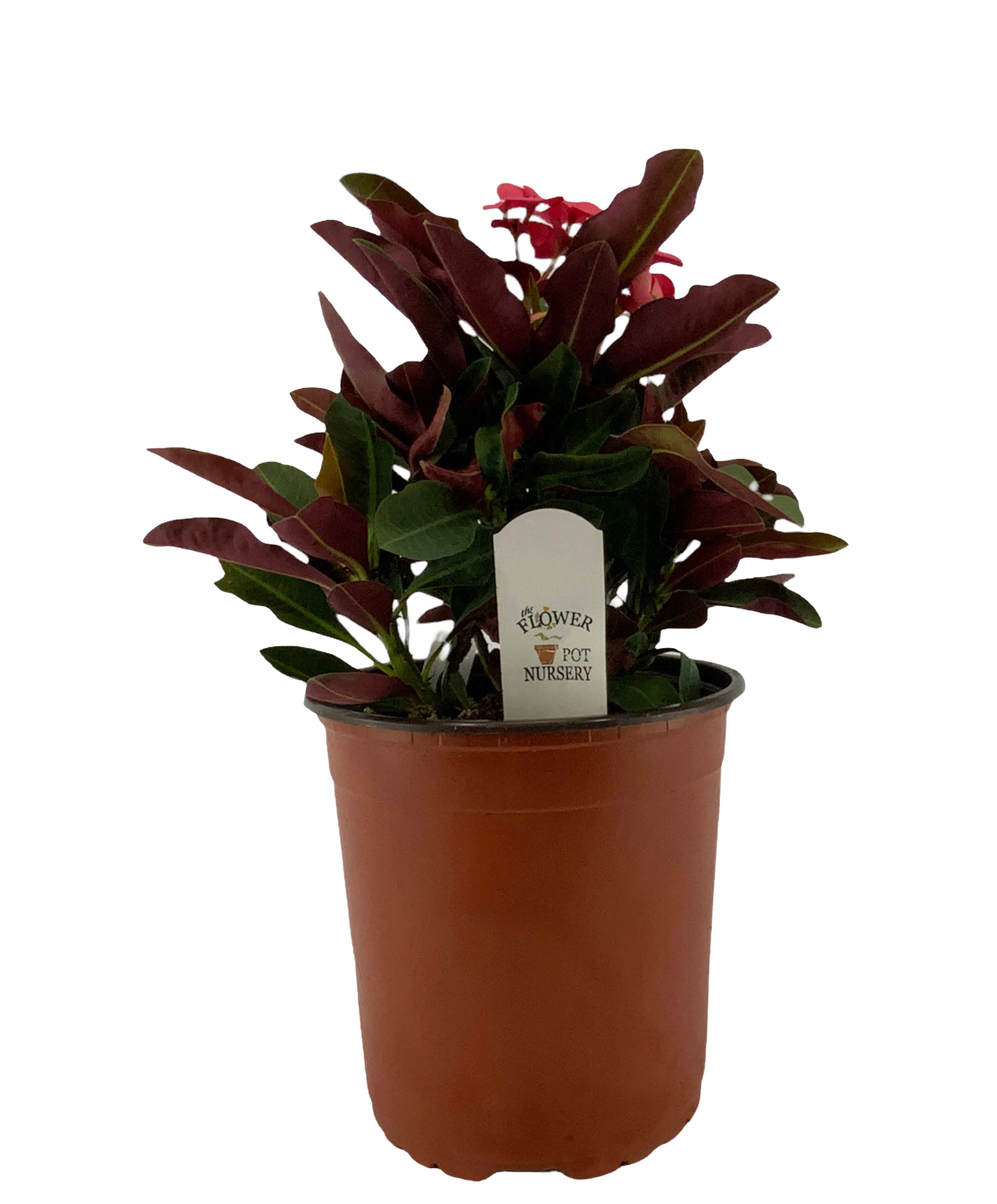 FlowerPotNursery Zeus Crown of Thorns Euphorbia milii Zeus 1 Gallon Pot