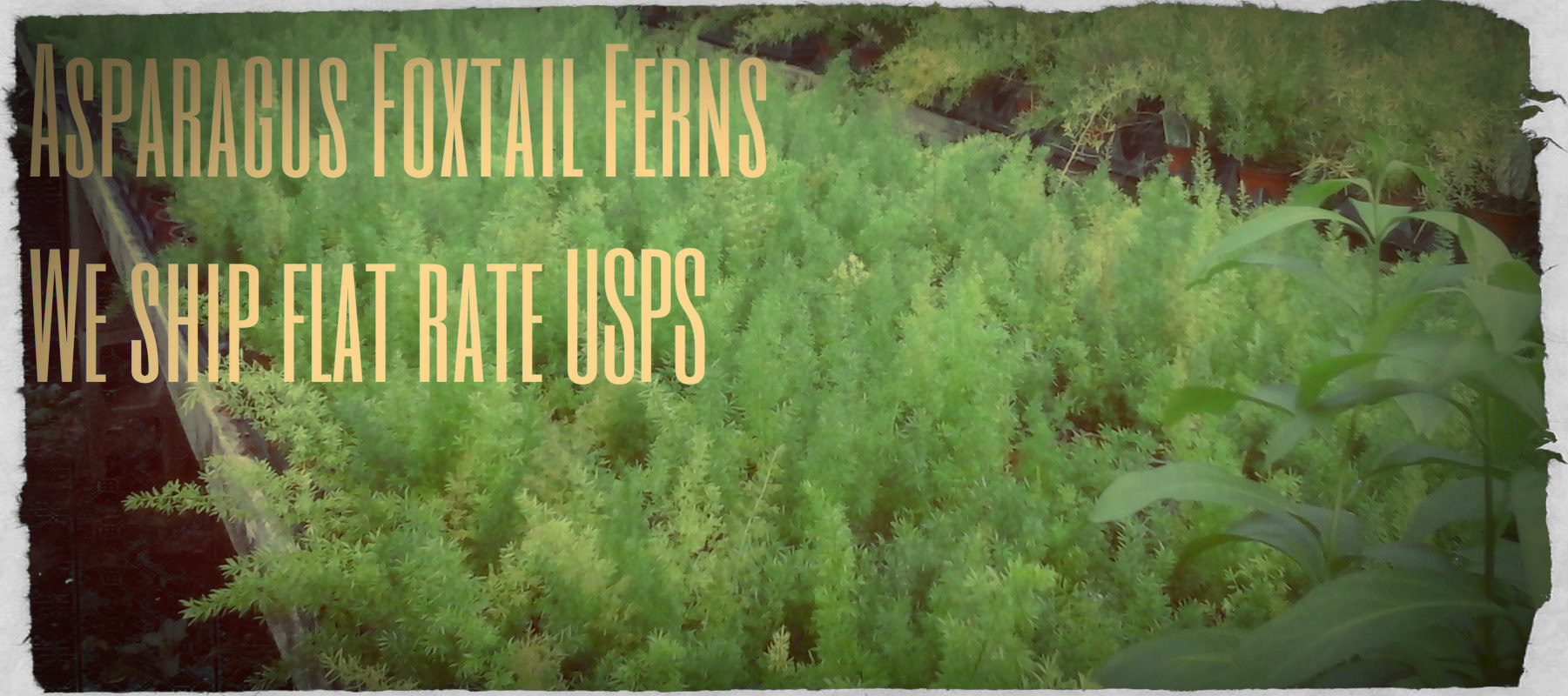 The Flower Pot Nursery