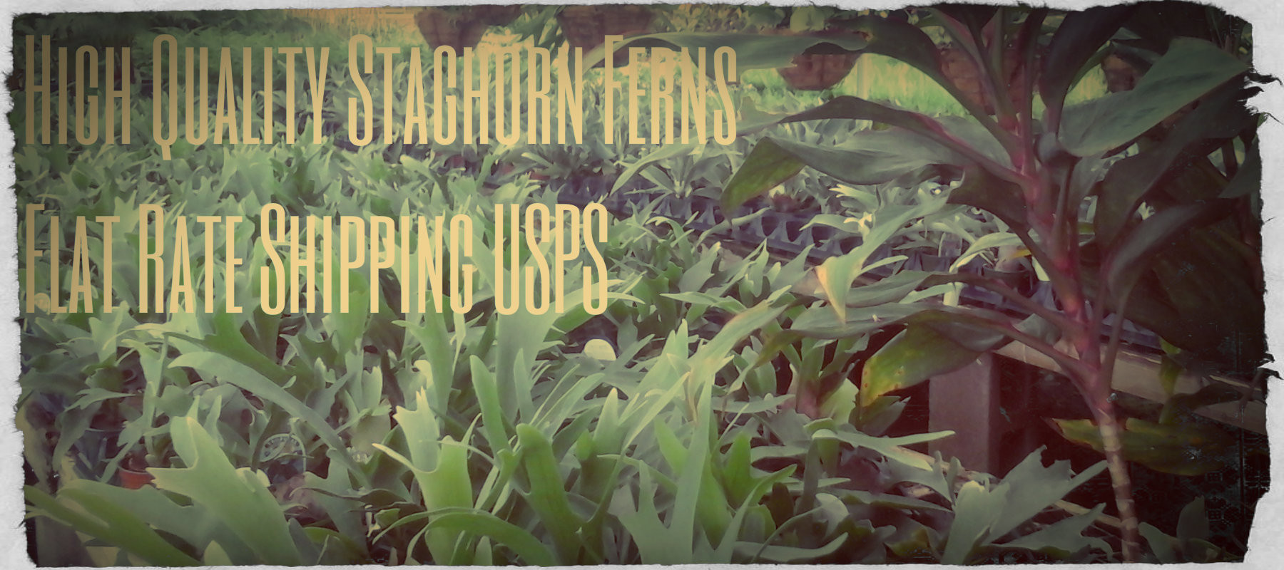 The Flower Pot Nursery