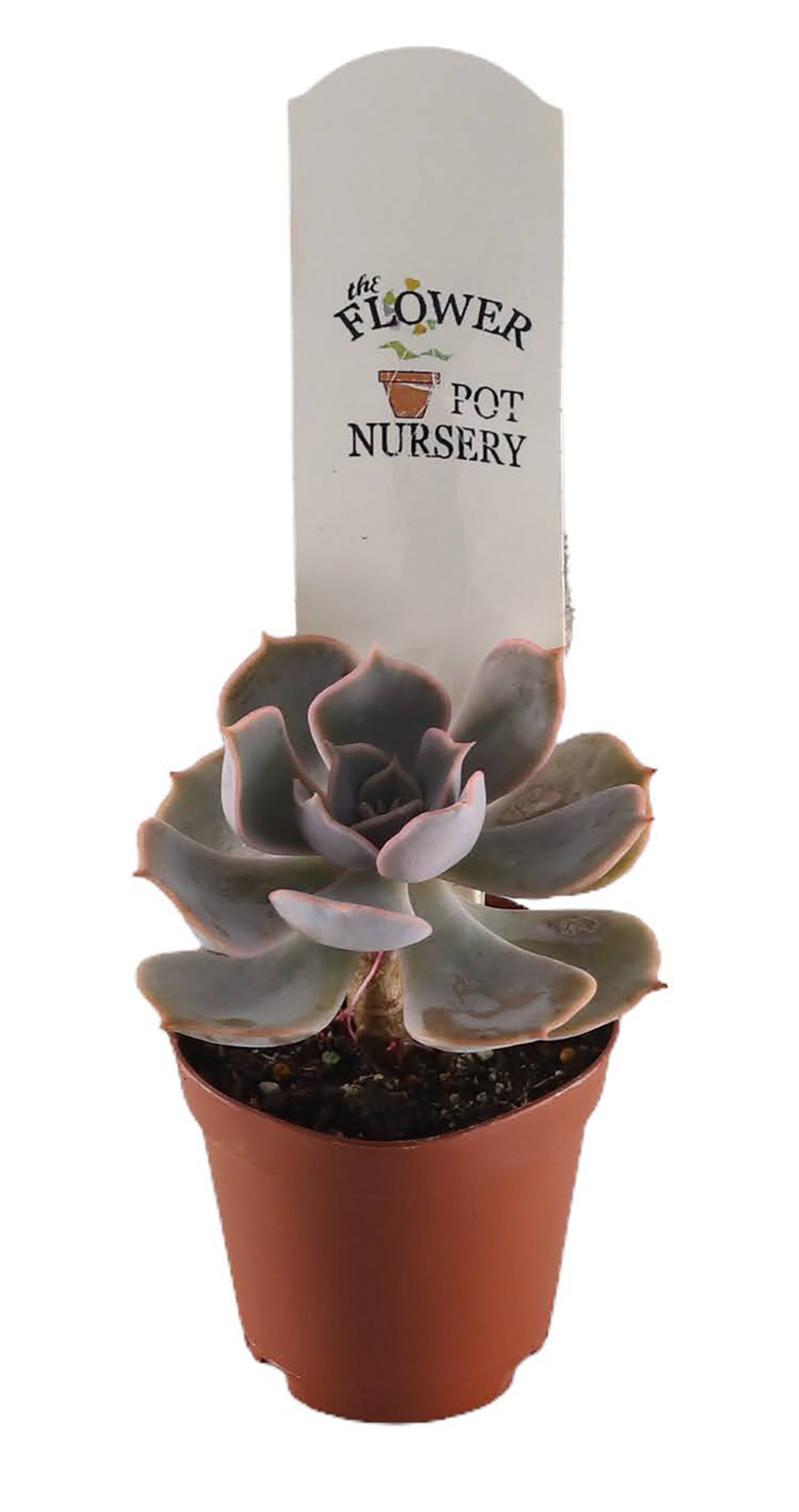 FlowerPotNursery Venus Flytrap Akai Ryu Dionaea muscipula Akai Ryu 2 ...