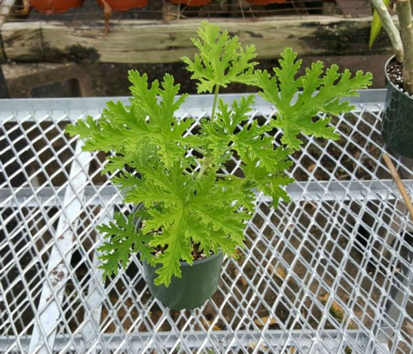 Citronella Mosquito Plant Pelargonium citrosum 4” Pot The Flower